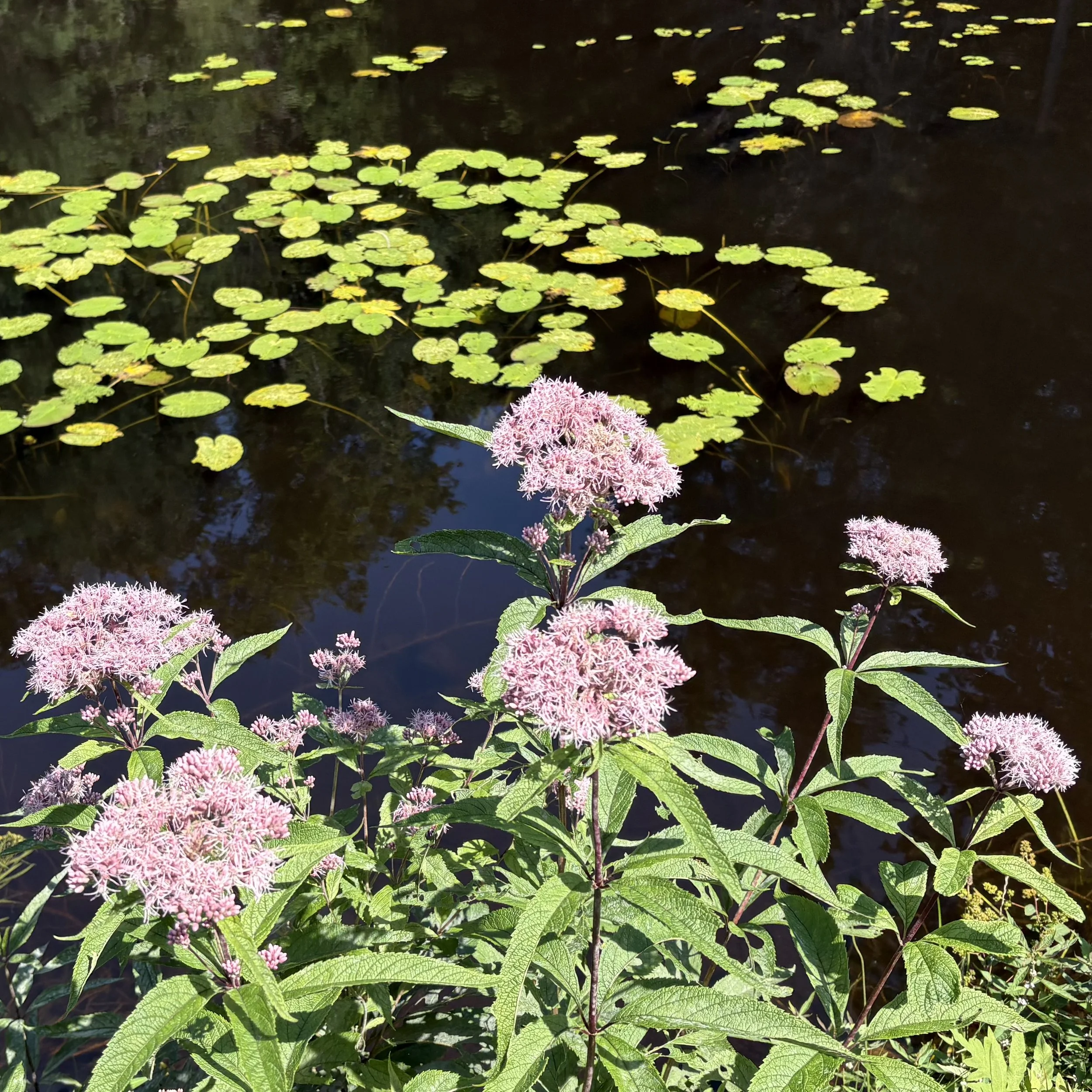 Joe-pye weed (Eutrochium purpureum), Adirondack Rail Trail, Saranac Lake, July 15, '26.  Photo by Doug Hillstrom.