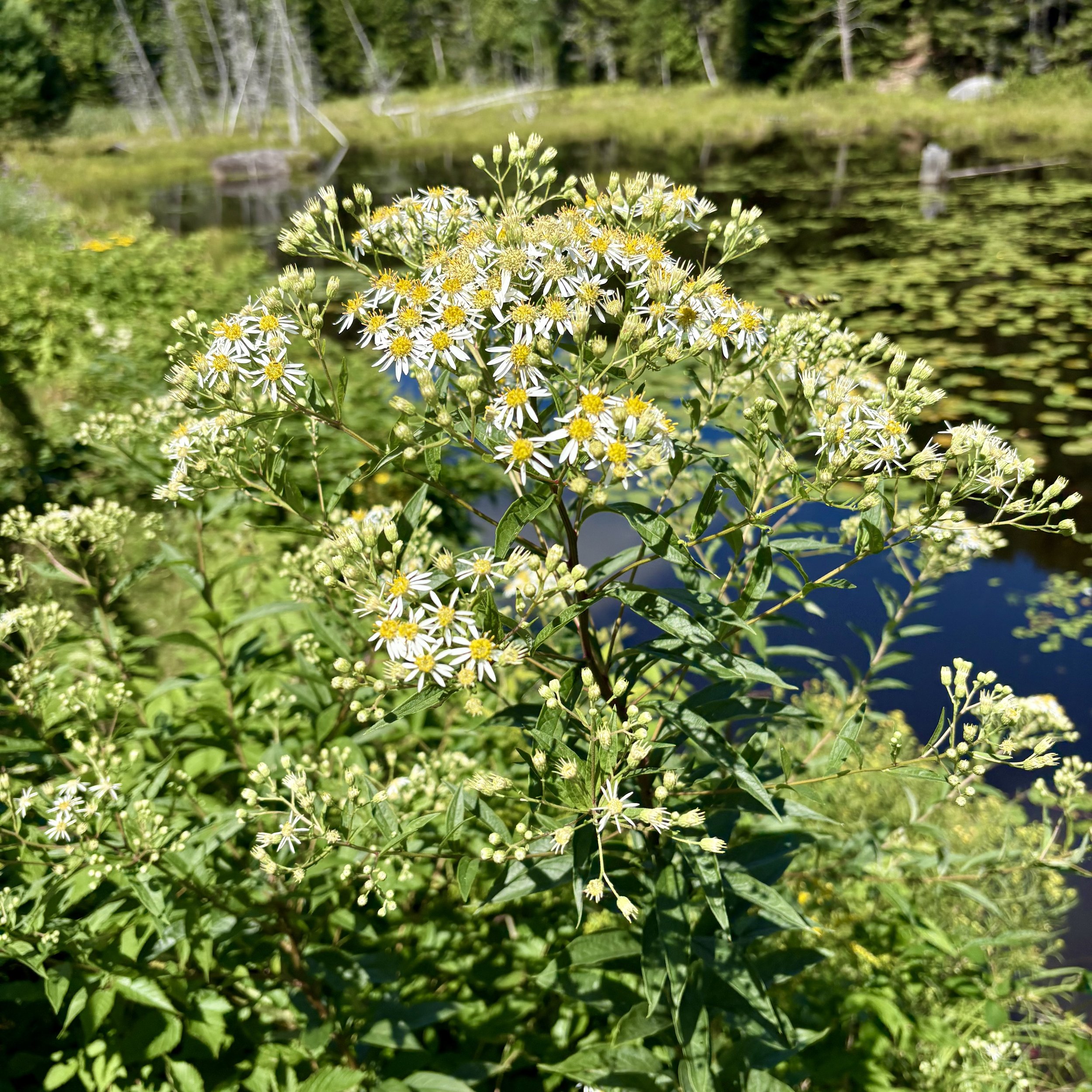 Flat-topped Aster (Doellingeria umbellata), Adirondack Rail Trail, Saranac Lake, July 15, '26.  Photo by Doug Hillstrom.