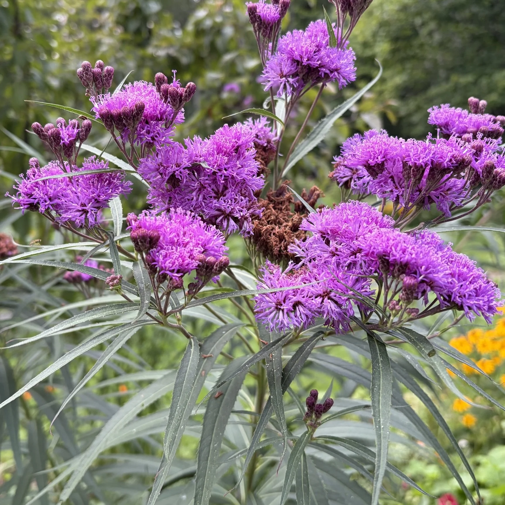 Prairie ironweed (Vernonia fasciculata), Budd homestead, Essex, July 19, '26.  Photo by Nancy Budd.