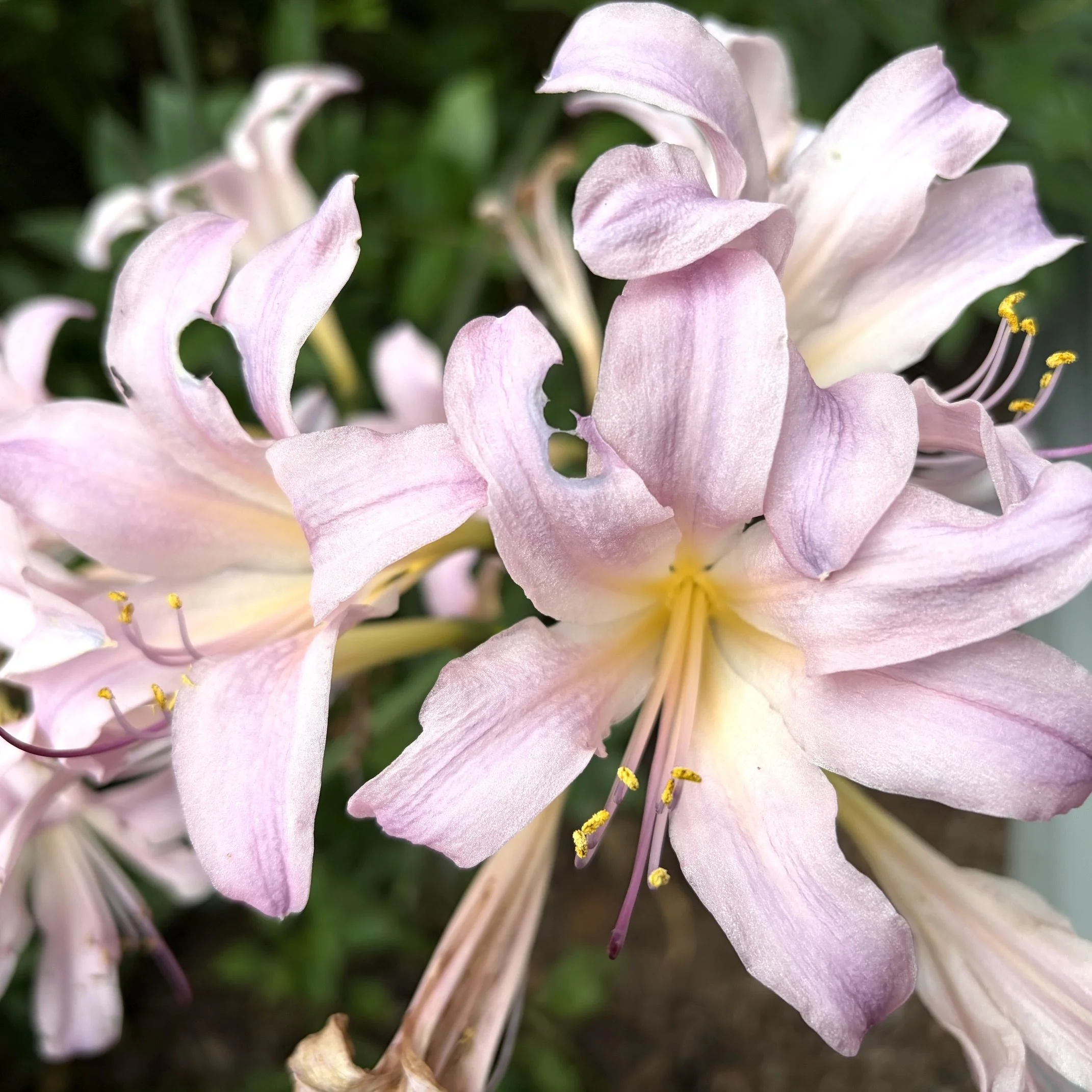 Belladonna lily (Amaryllis belladonna), Budd homestead, Essex, July 19, '26.  Photo by Nancy Budd.