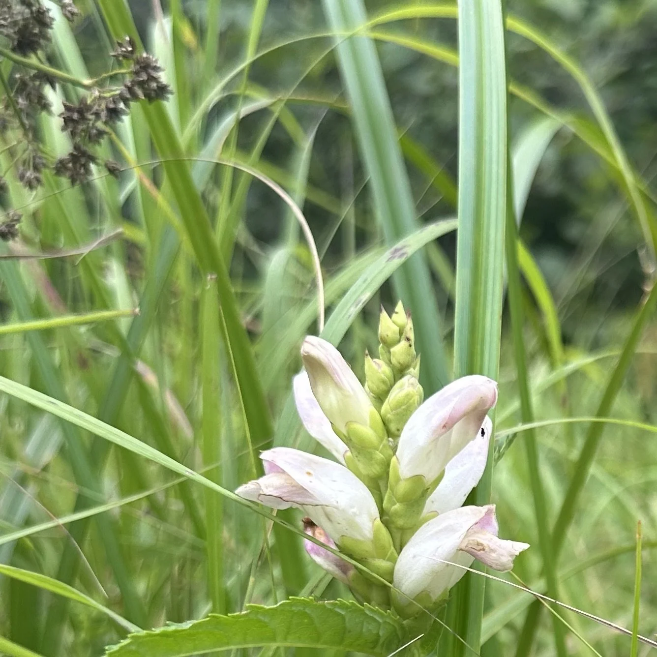 White turtlehead (Chelone glabra), Desjardins meadow, Jay,  August 21, 26.  Photo by Audrey Desjardins.