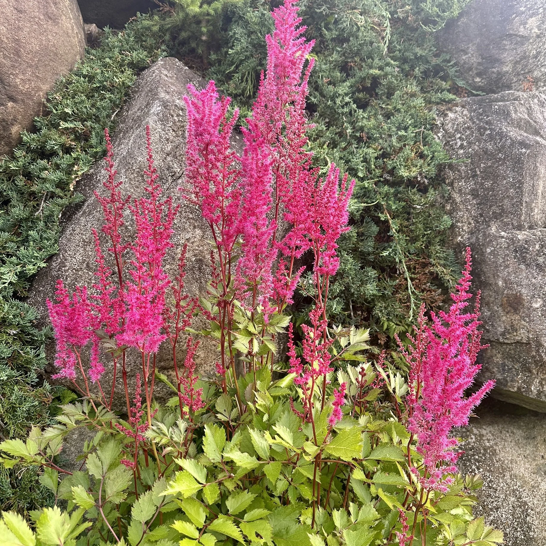Feather Flower (Astilbe x arendsii), Desjardins garden, Jay, August 21, '26.  Photo by Audrey Desjardins.