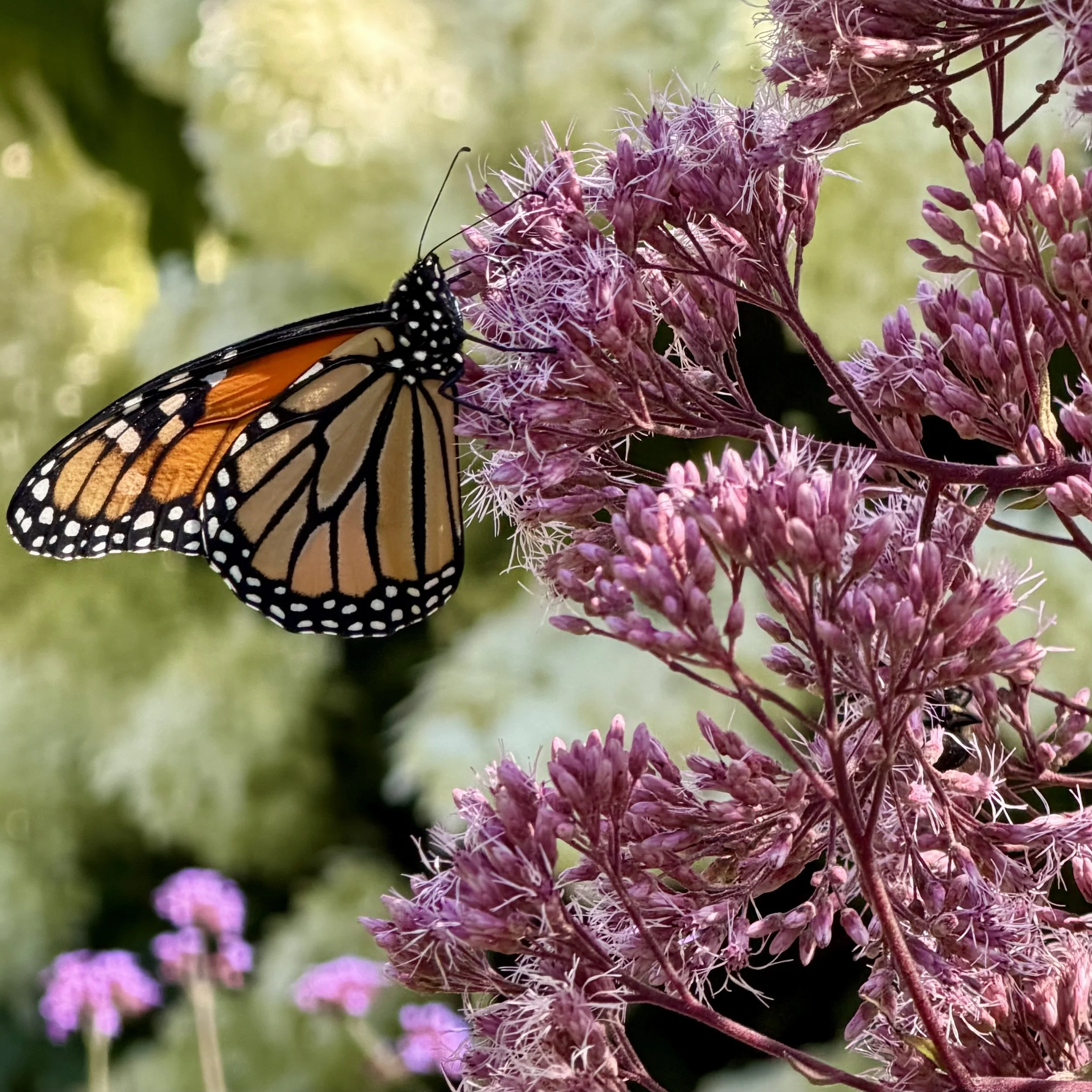 Hollow Joe-pye weed (Eutrochium fistulosum) and Monarch, Westport, August 22, '26.  Photo by Lyn Flynn.