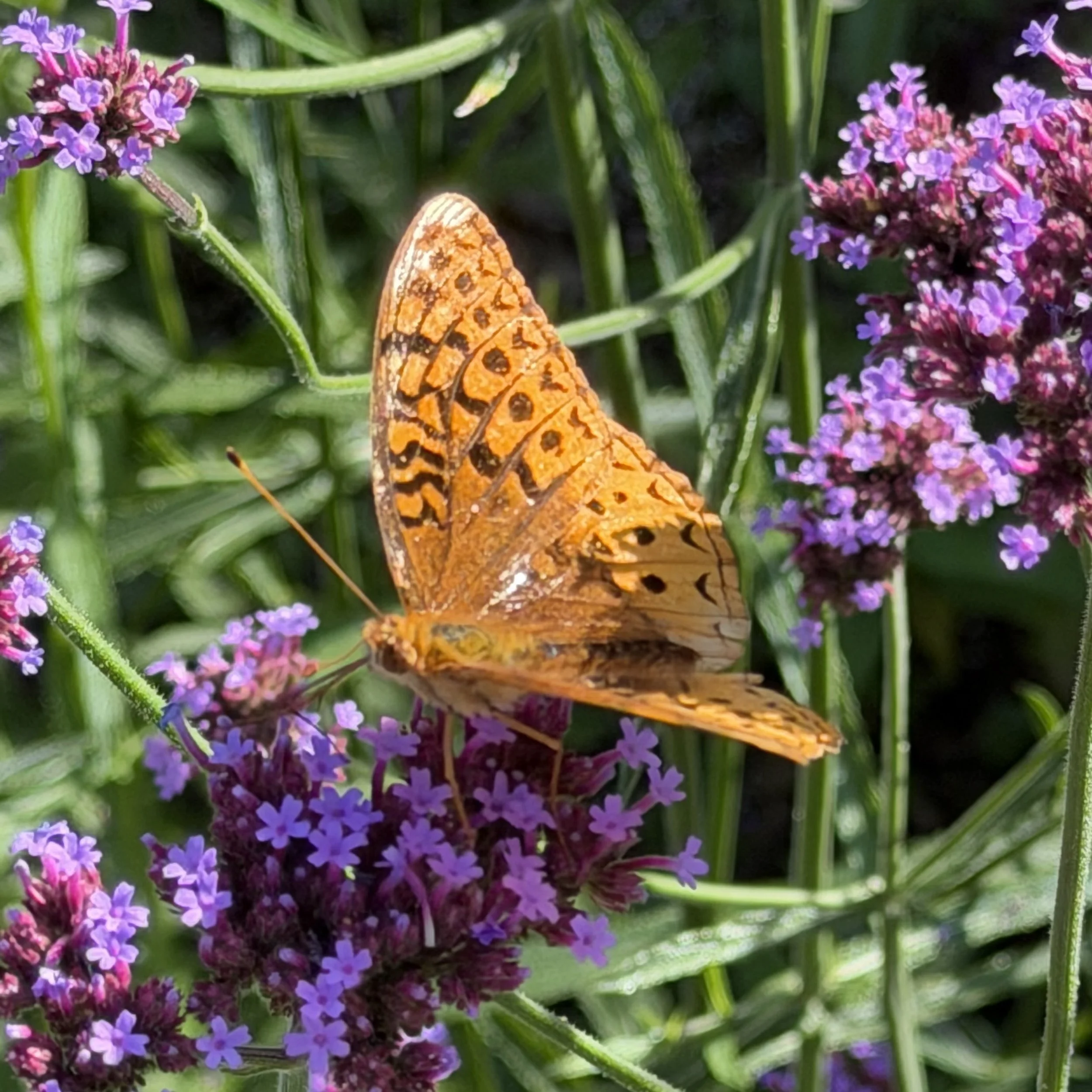 Purpletop vervain (verbena bonariensis) with great spangled fritillary, Westport, August 21, '26.  Photo by Lyn Flynn.