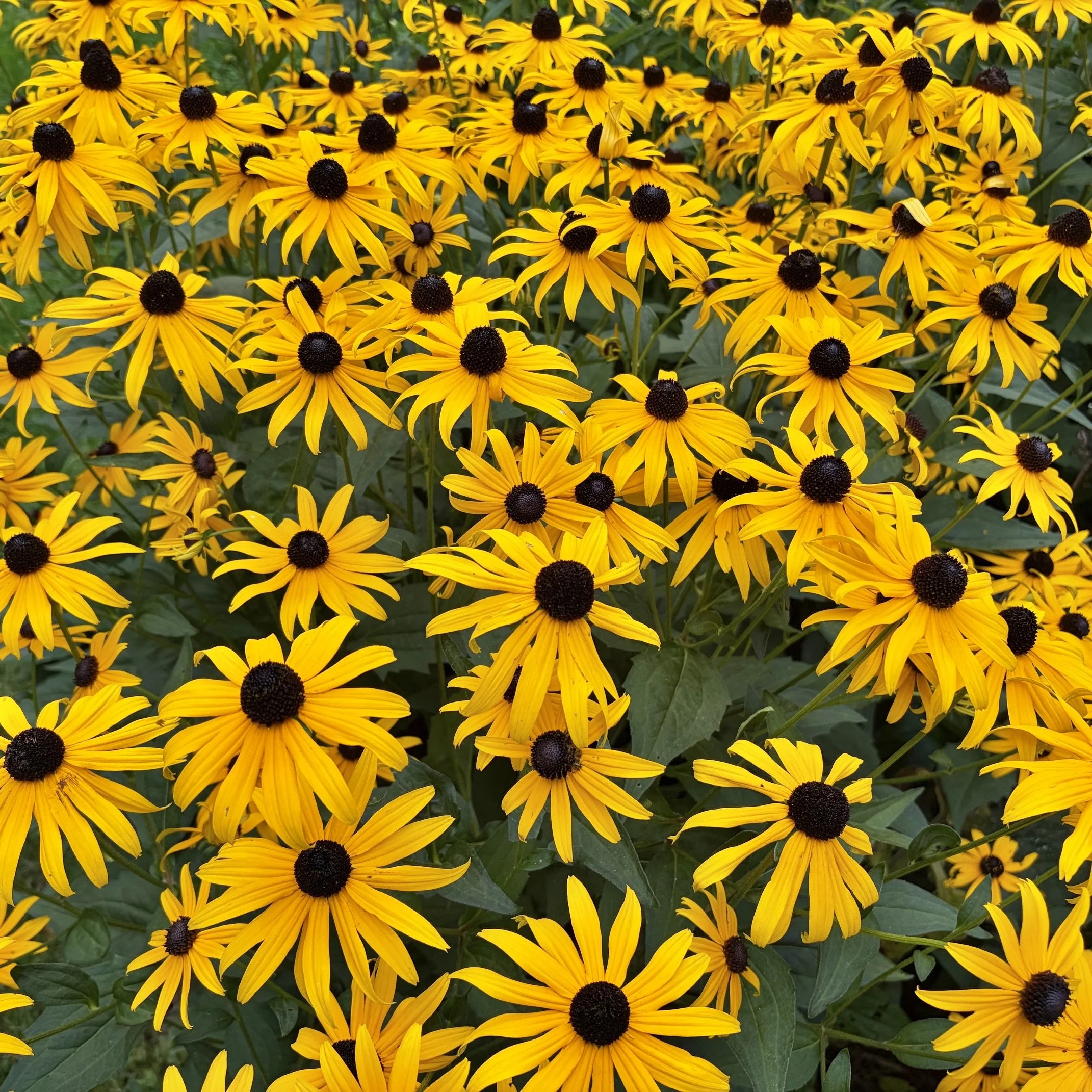 Orange coneflower (Rudbeckia fullgida), Budd homestead, Essex, July 19, '26.  Photo by Nancy Budd.