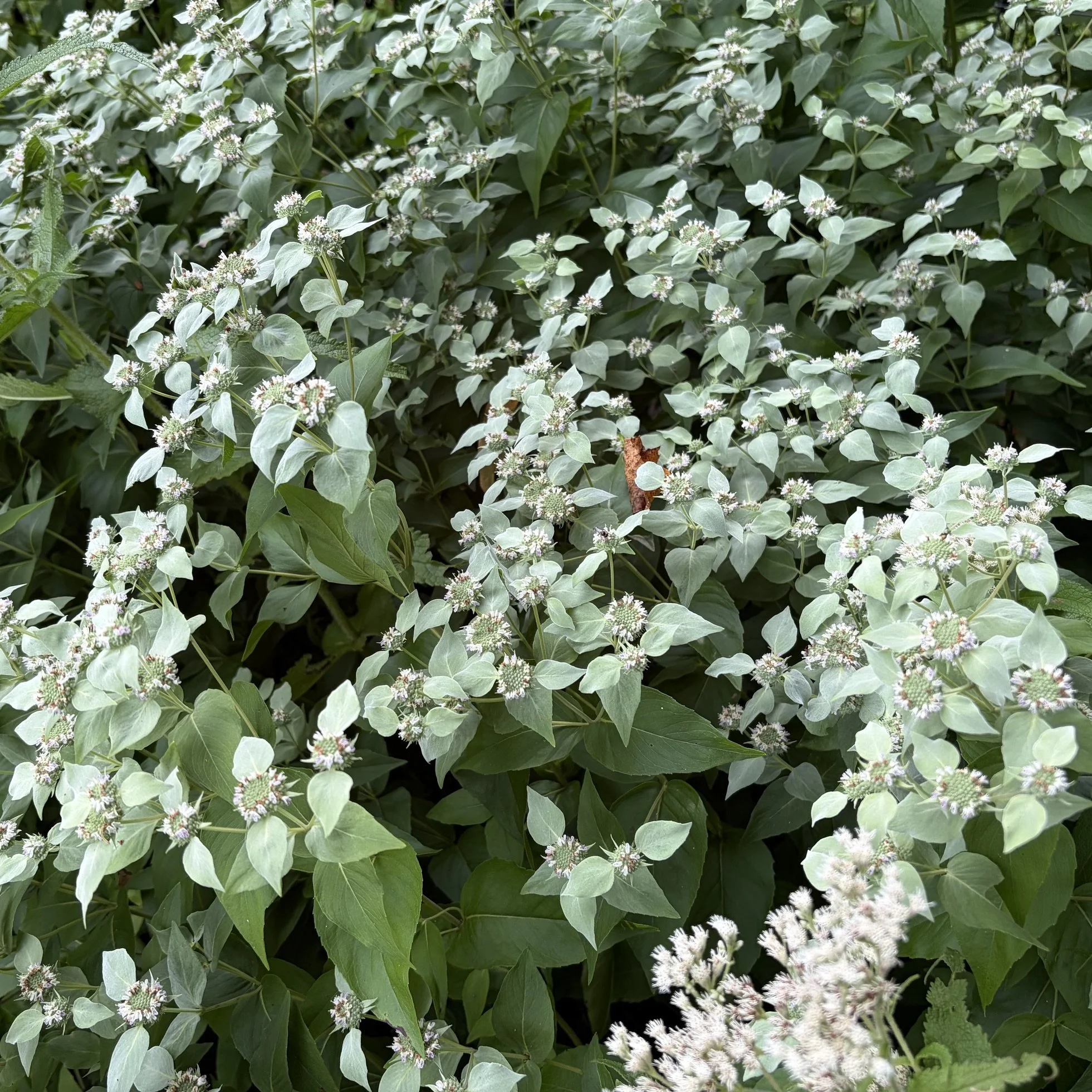 Blunt mountain mint (Pycnanthemum munticum), Budd homestead, Essex, July 19, '26.  Photo by Nancy Budd.