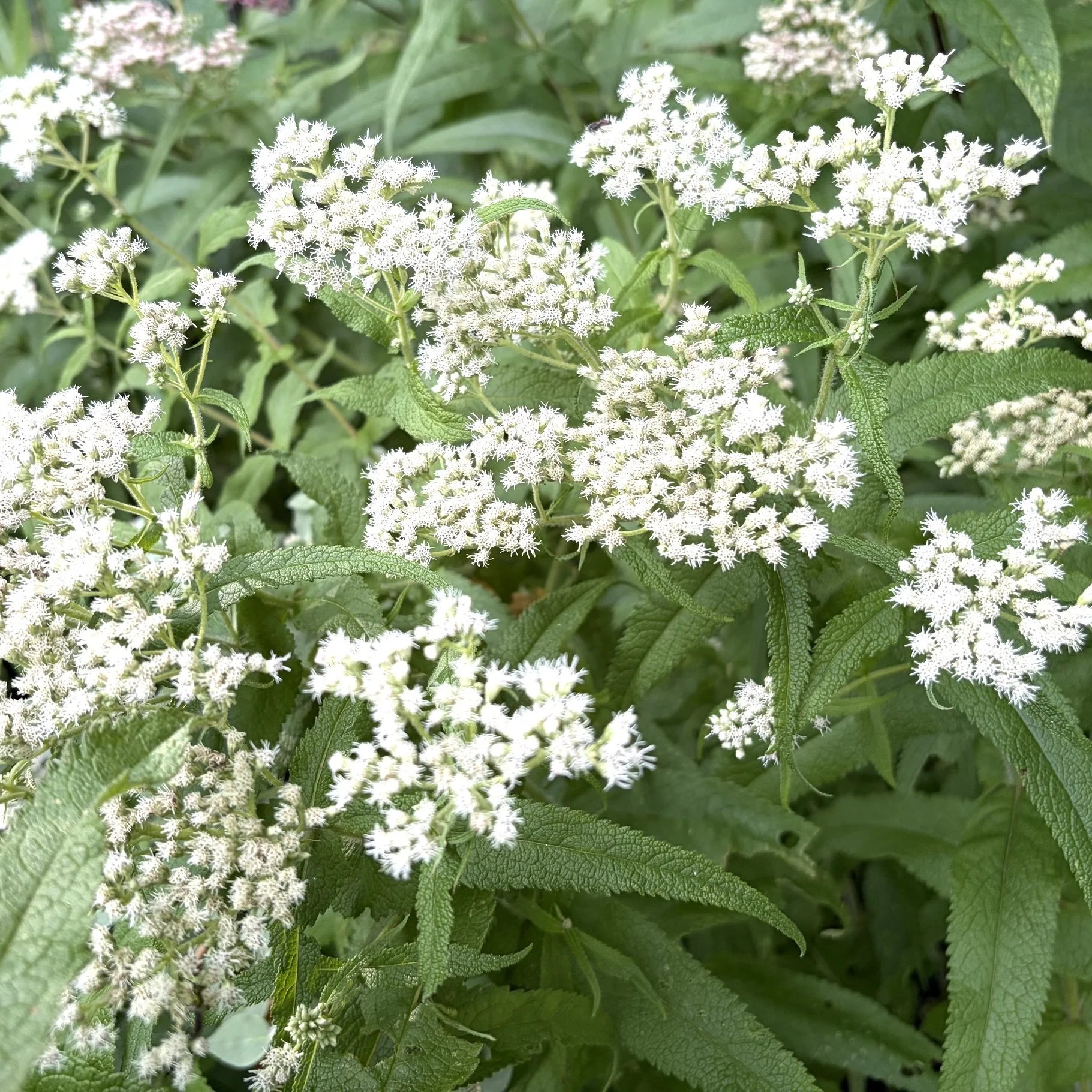 Boneset (Eupatorium perfoliatum), Budd homestead, Essex, July 19, '26.  Photo by Nancy Budd.