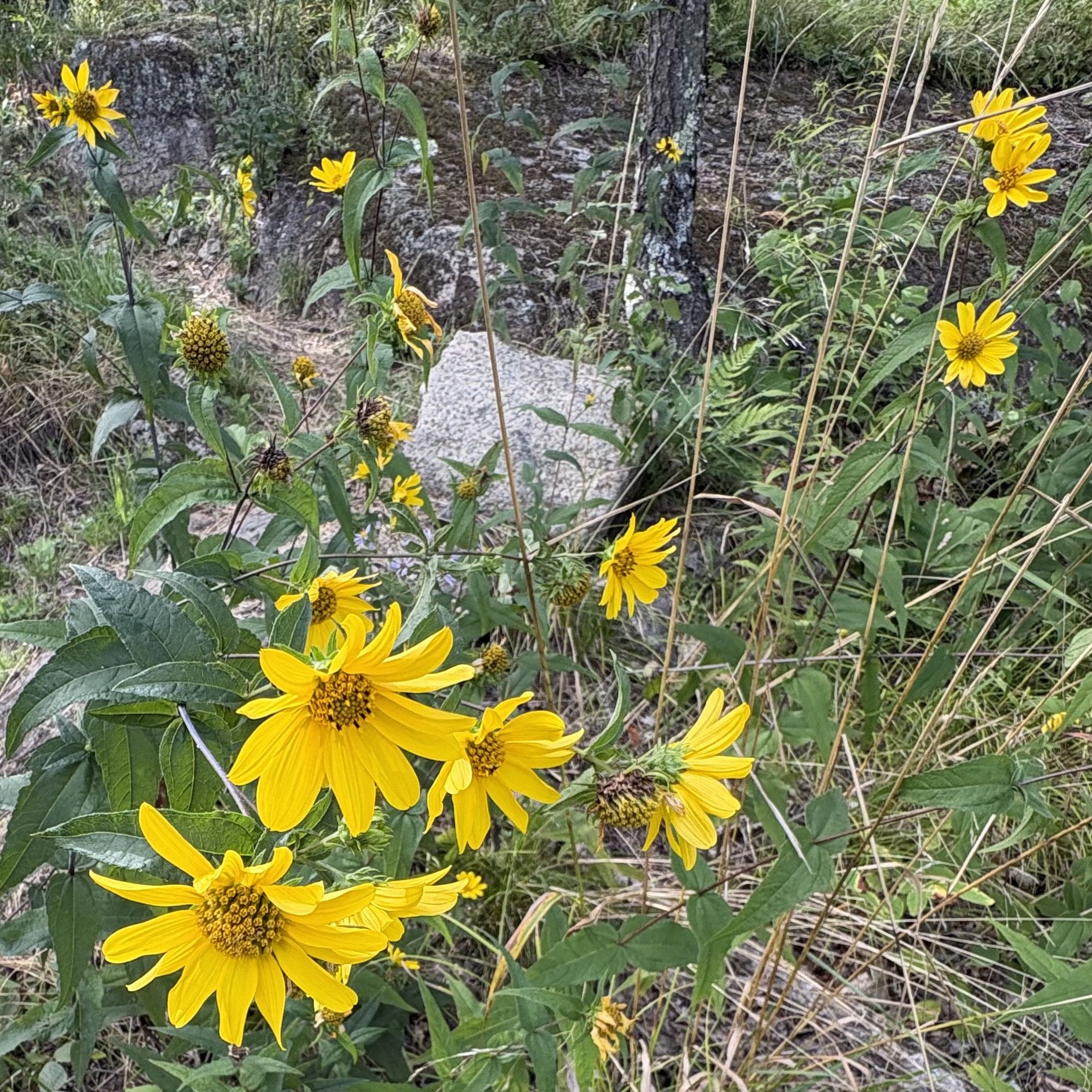 Woodland sunflower (Helianthus divaricatus), North Boquet Mountain trail, Essex, August 25, '26.  Photo by Doug Hillstrom.