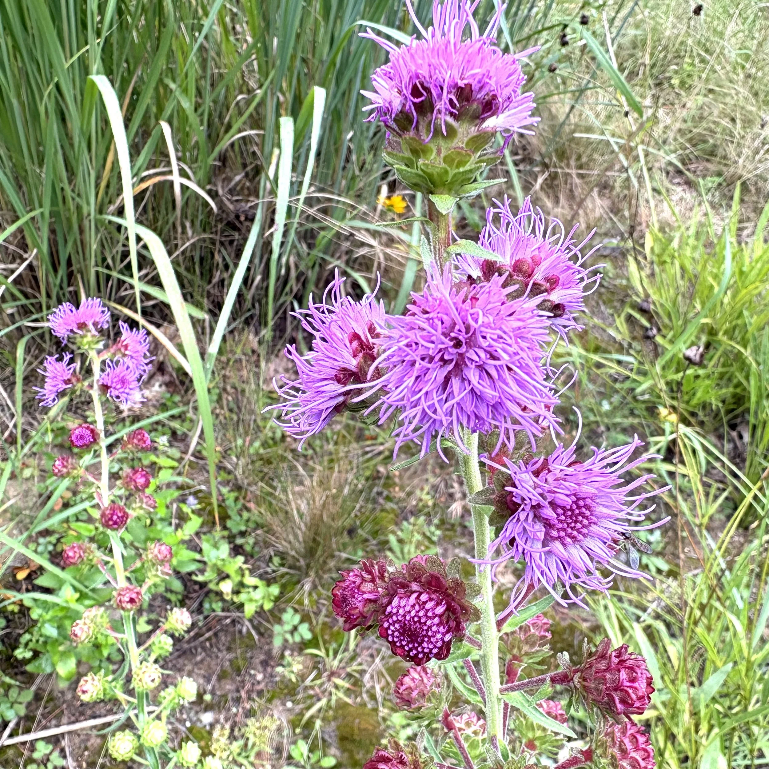 Northern blazing star (Liatris scariosa var. nieuwlandii), Elizabethtown, August 30, '26.  Photo by Doug Hillstrom.