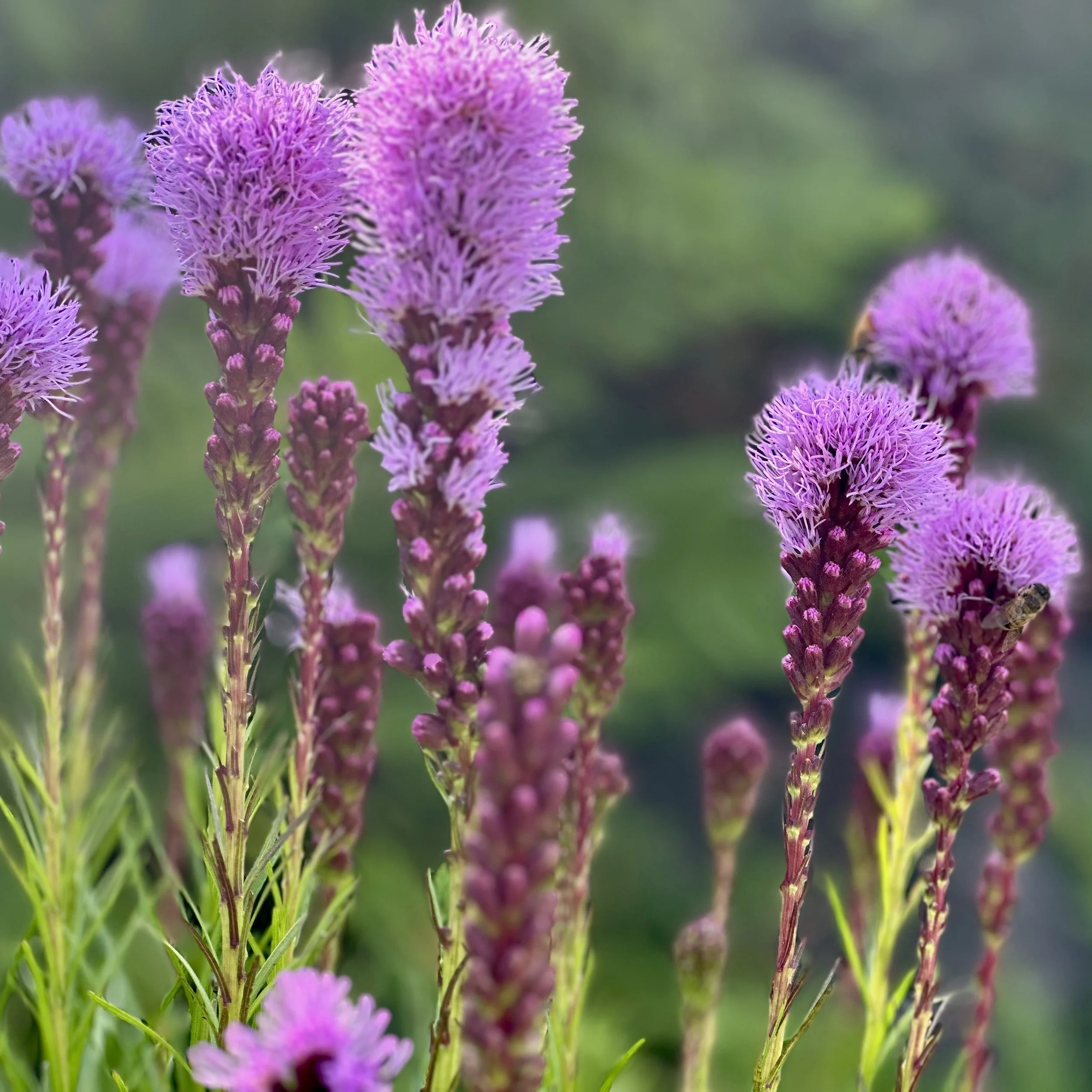 Dense blazing star (Liatris spicata), Desjardins garden, Jay, August 21, '26.  Photo by Audrey Desjardins.