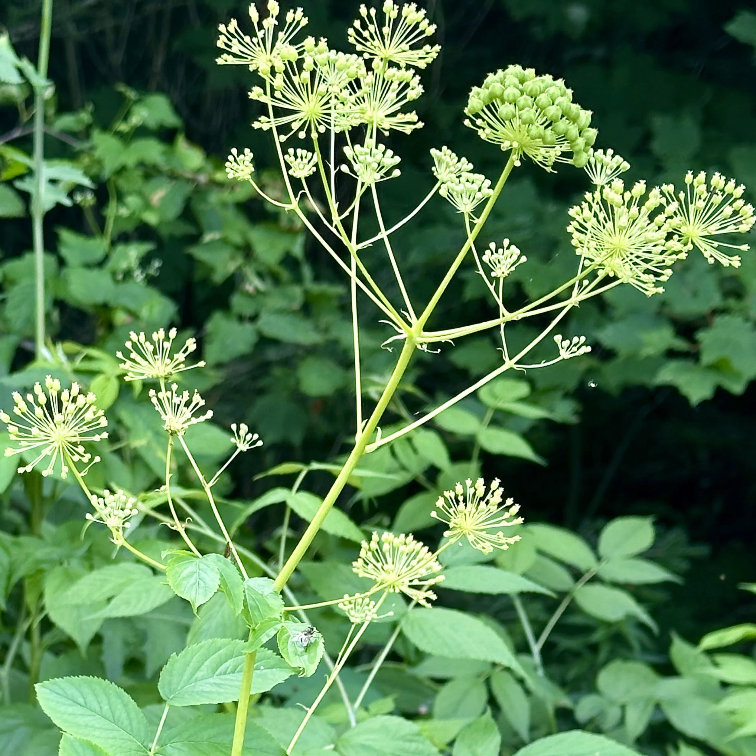 Wild sarsaparilla (Aralia nudicaulis), Desjardin meadow, Jay, August 21, '26.  Photo by Audrey Desjardins.