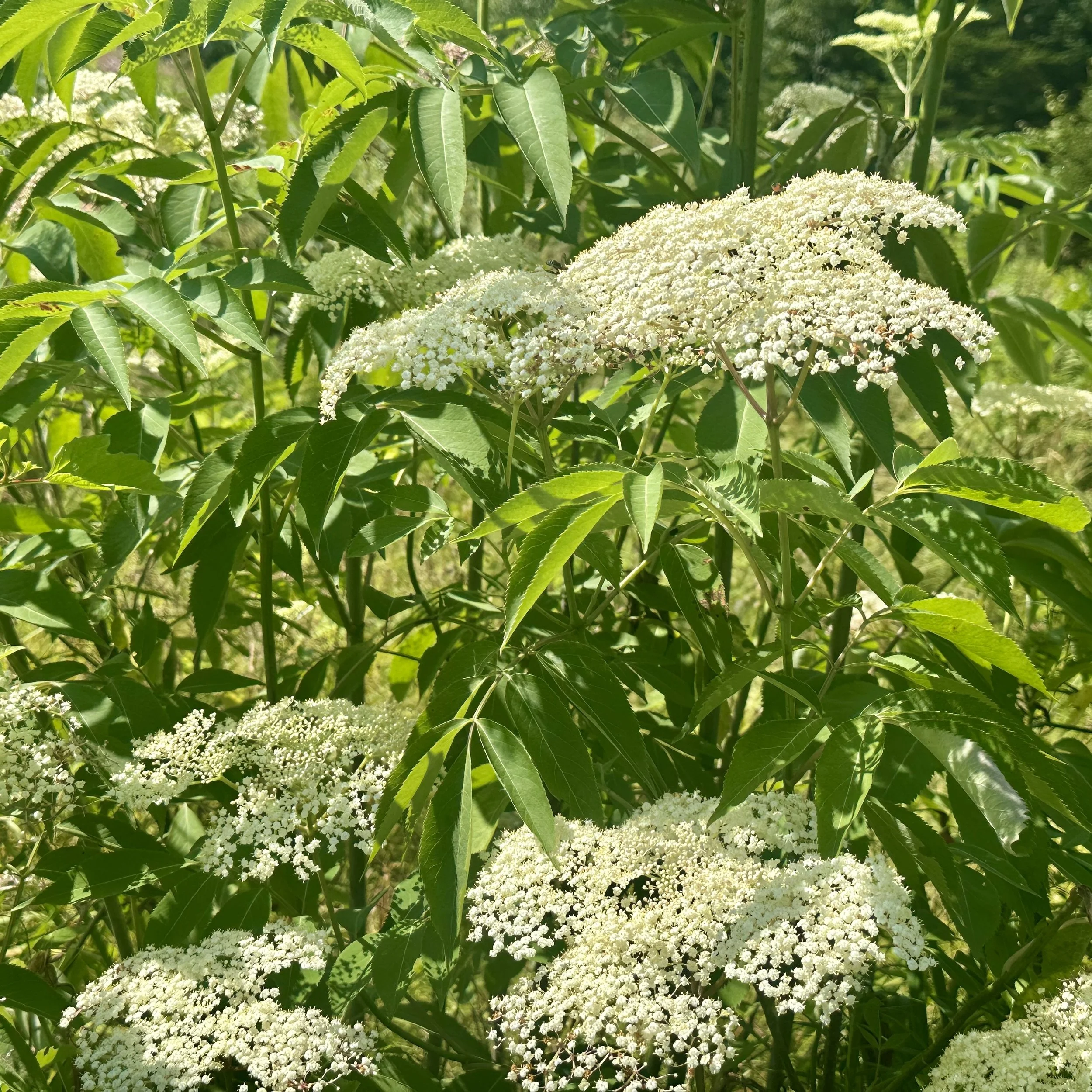 American elderberry (Sambucus canadensis), Desjardins meadow, Jay, August 21, '26.  Photo by Audrey Desjardins.