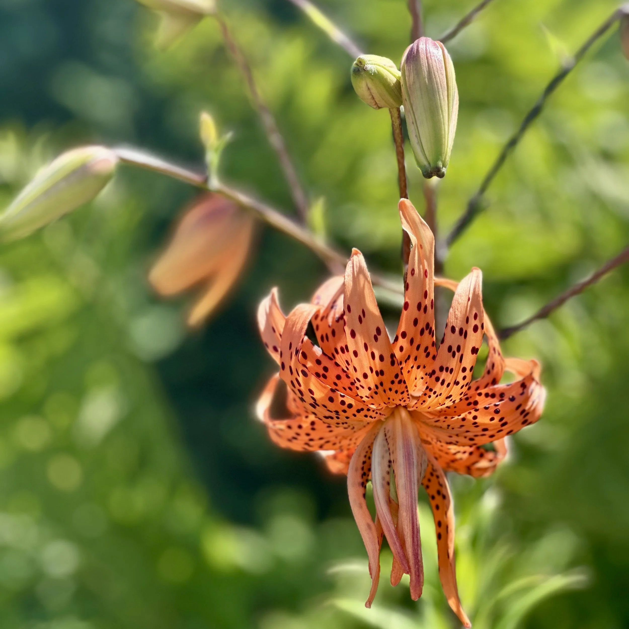 Double-flowered orange tiger lily (Lilium lancifolium 'Flore Pleno'), Desjardins garden, Jay, August 21, '26.  Photo by Audrey Desjardins.