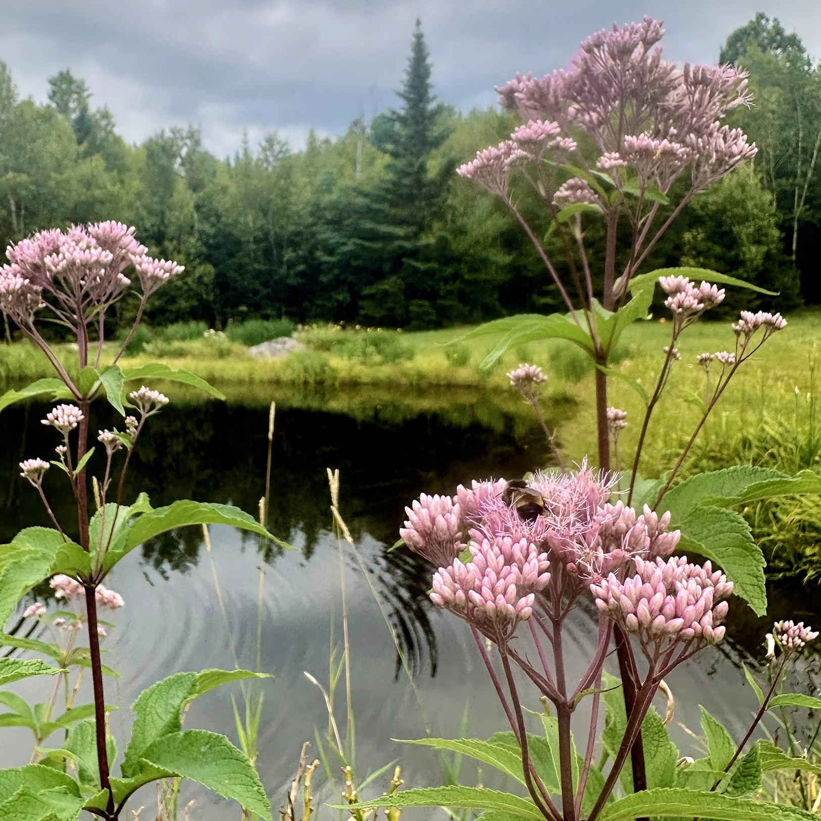 Spotted Joe-Pye Weed (Eutrochium maculatum), Desjardins meadow, Jay., August 21, '26.  Photo by Audrey Desjardins.