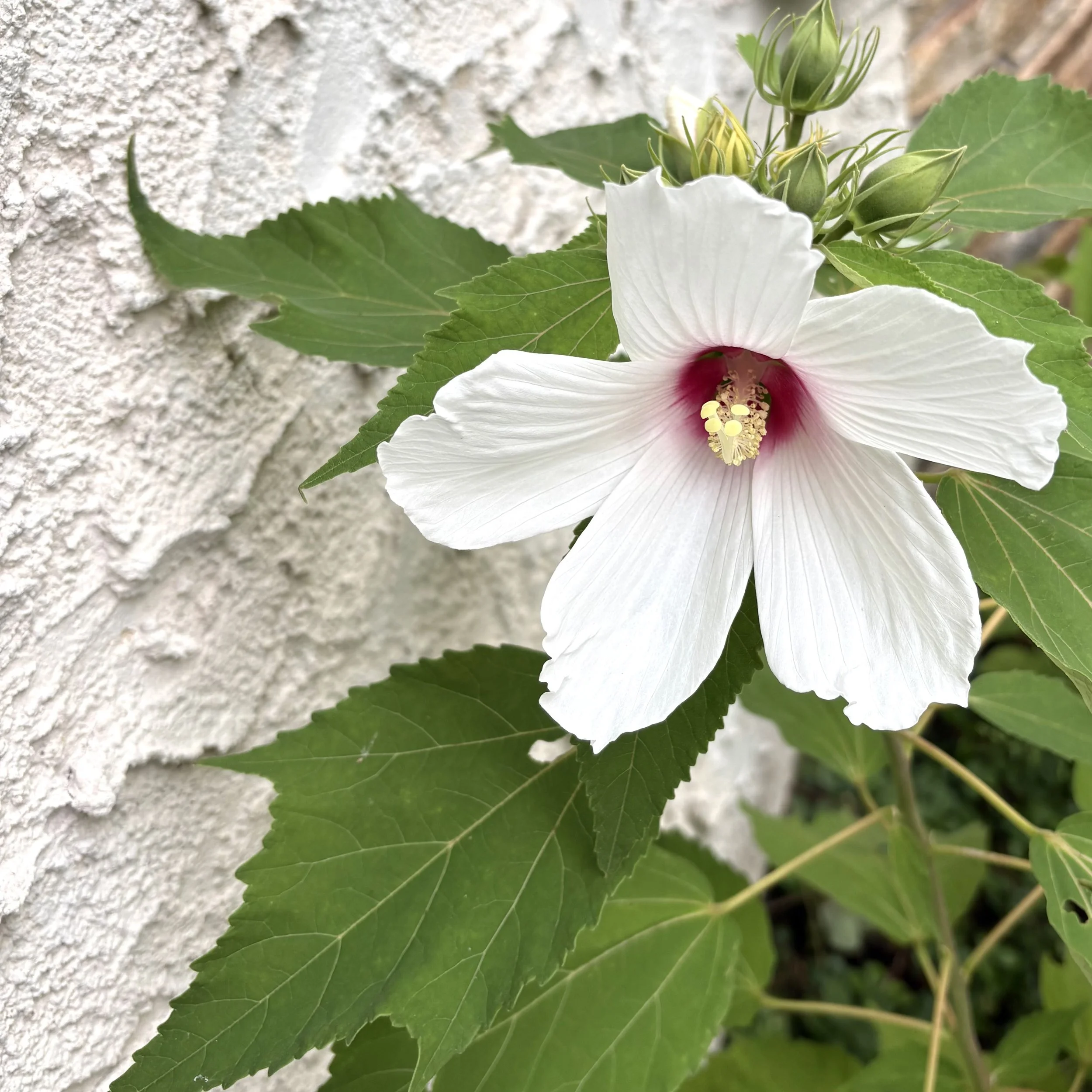Swamp rose mallow (Hibiscus moshuetos), Elizabethtown, August 30, '26.  Photo by Doug Hillstrom.