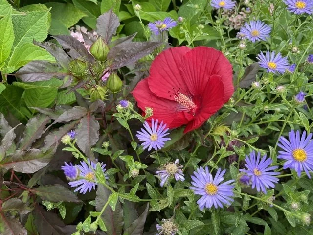 Hibiscus and asters, Gail Rice homestead, Essex, September 6, '26.  Photo by Gail Rice.