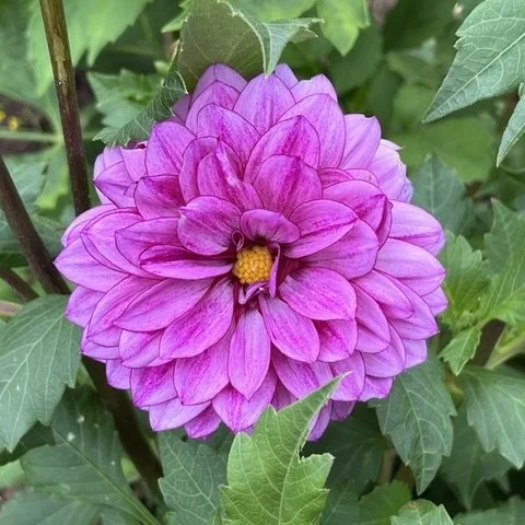 Dahlia, Gail Rice homestead, Essex, September 6, '26.  Photo by Gail Rice.