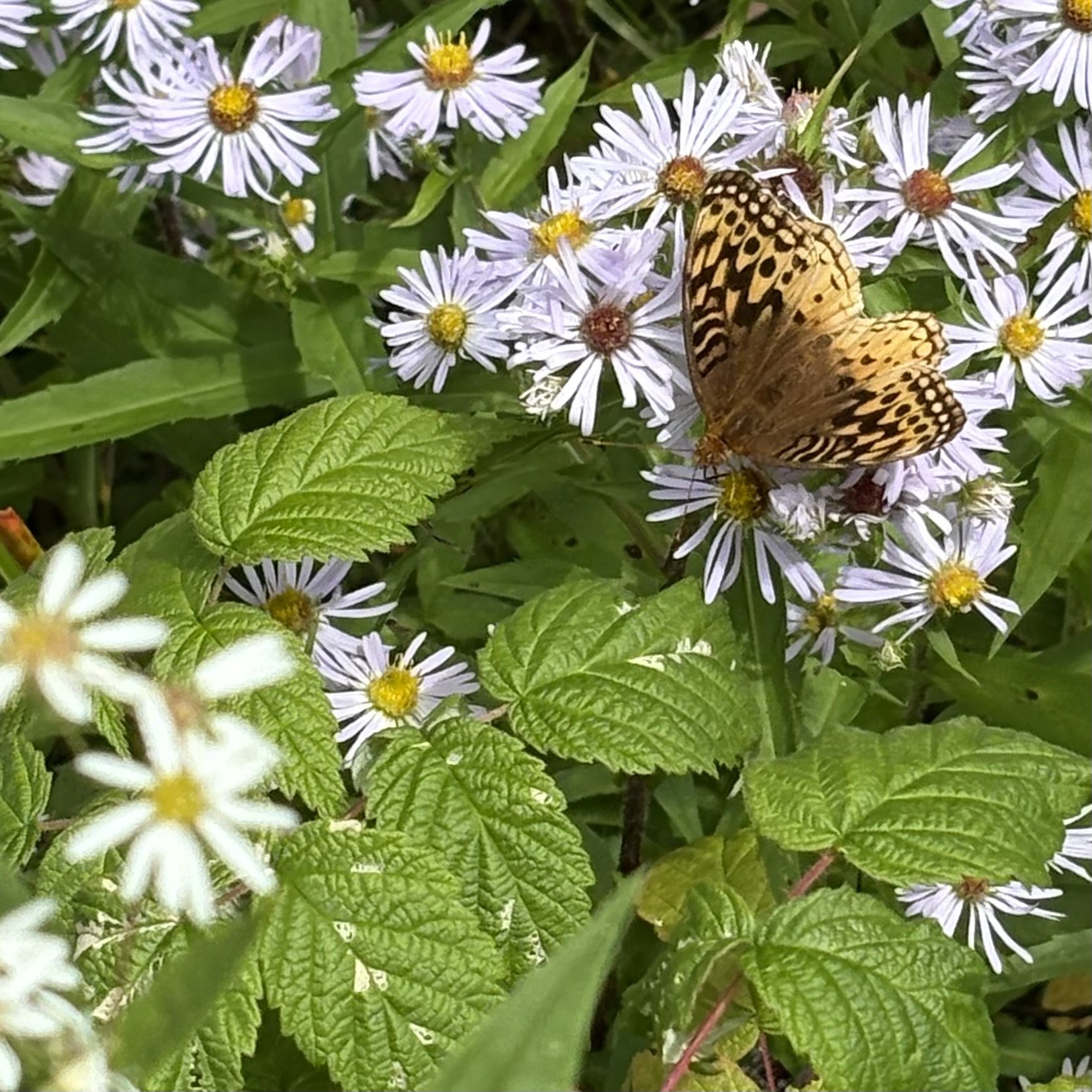 Swamp asters (Symphyotrichum puniceum) with great spangled fritillary, Adirondack rail trail, September 4, '26.  Photo by Doug Hillstrom.