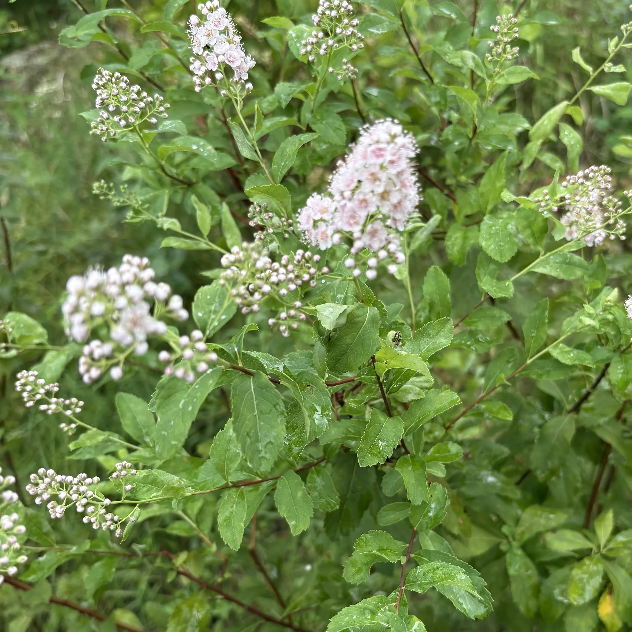White meadowsweet (Spiraea alba), Elizabethtown, September 1, '26.  Photo by Doug Hillstrom.