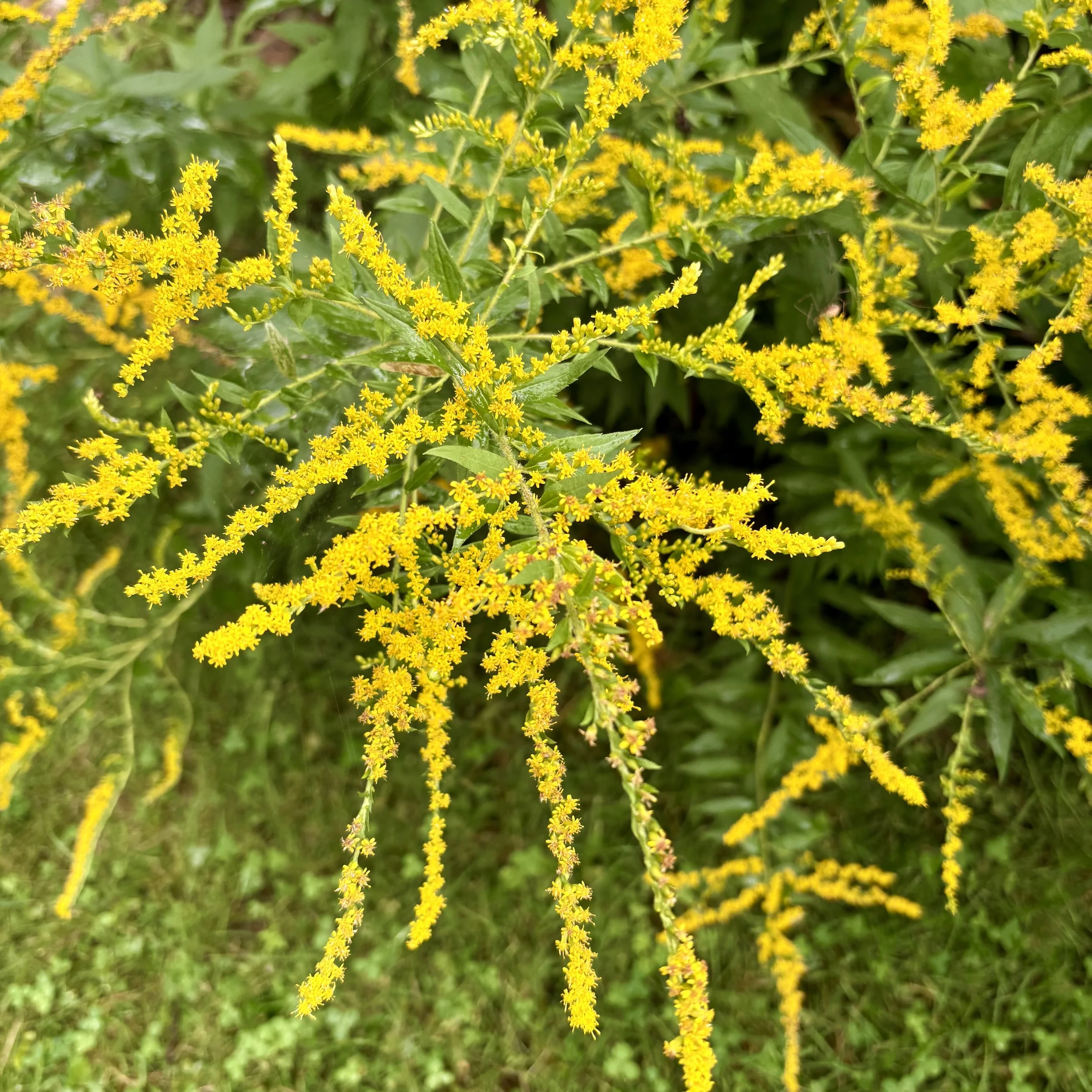 Common wrinkle-leaved goldenrod (Solidago rugosa), Elizabethtown, August 30, '26.  Photo by Doug Hillstrom.