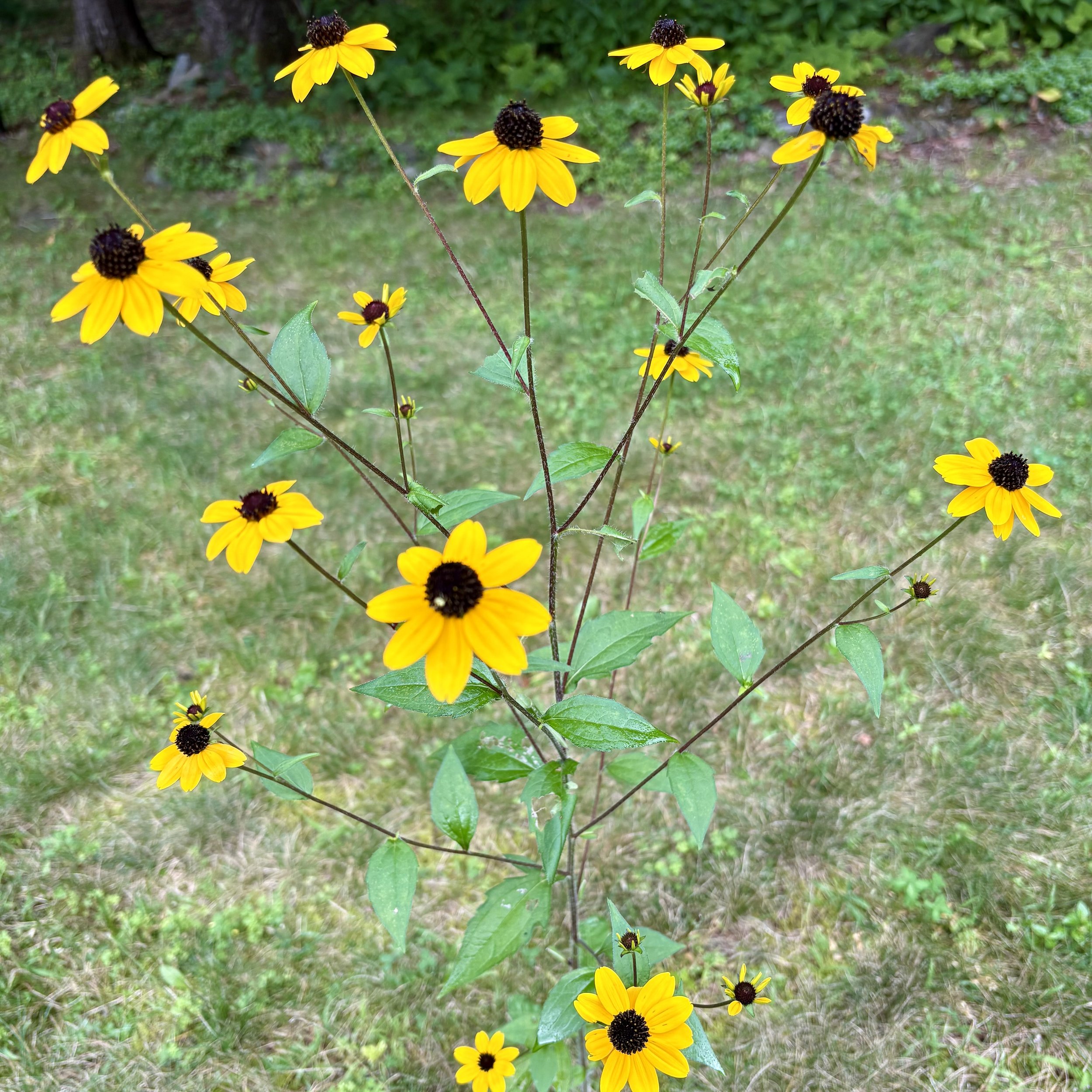 Brown-eyed susan (Rudbeckia trilloba), Elizabethtown, August 30, '26.  Photo by Doug Hillstrom.