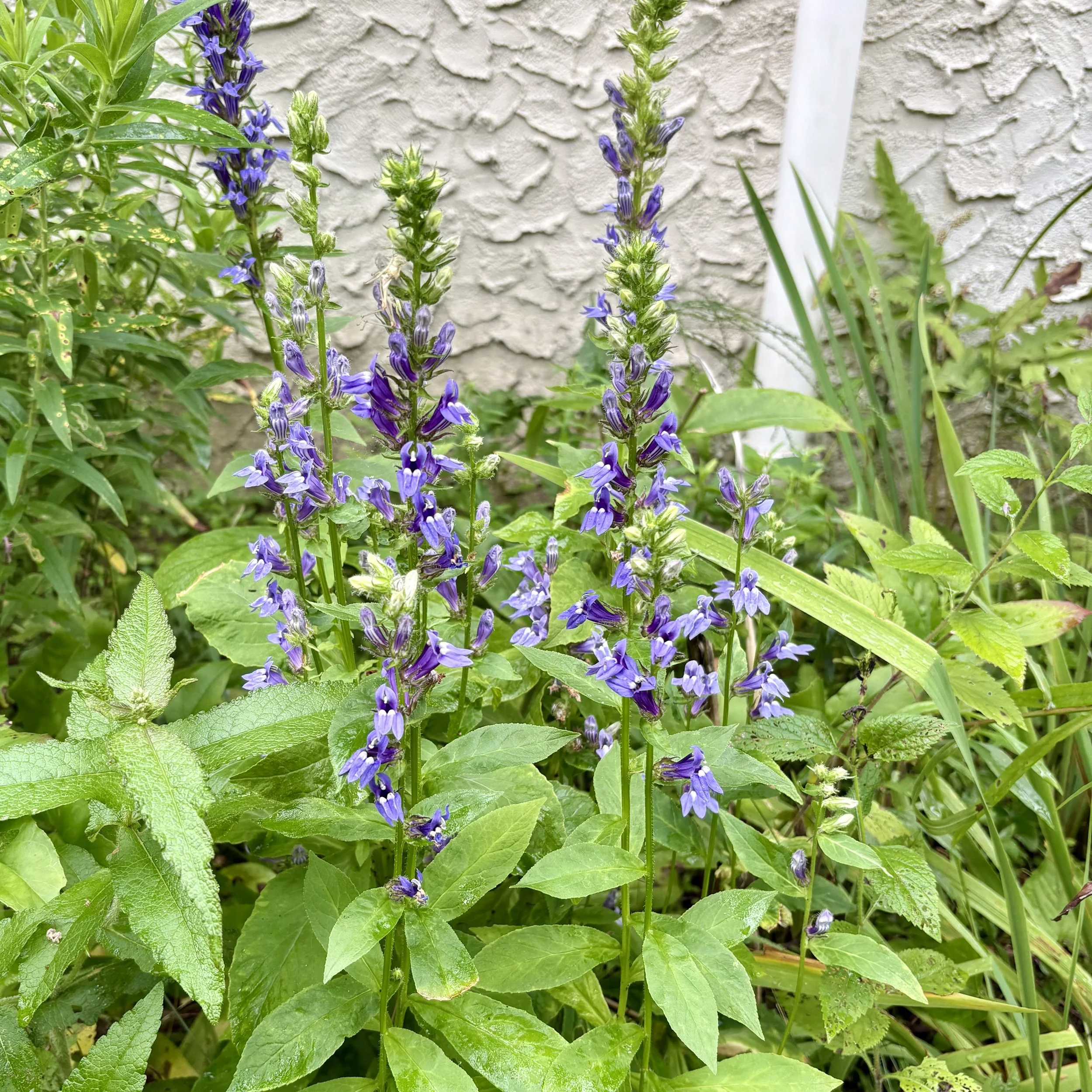 Great blue lobelia (Lobelia siphilitica), Elizabethtown, August 30, '26.  Photo by Doug Hillstrom.