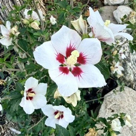 Common hibiscus (Hibiscus syriacus), Barb Juh homestead, Essex, September 6, '26.  Photo by Barb Juh.