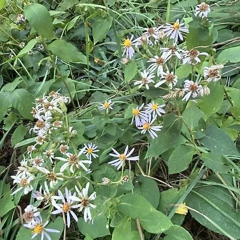 Large-leaved aster (Eurybia macrophylla), CATS Essex Quarry Nature Preserve, Essex, September 6, '26.  Photo by Barb Juh.