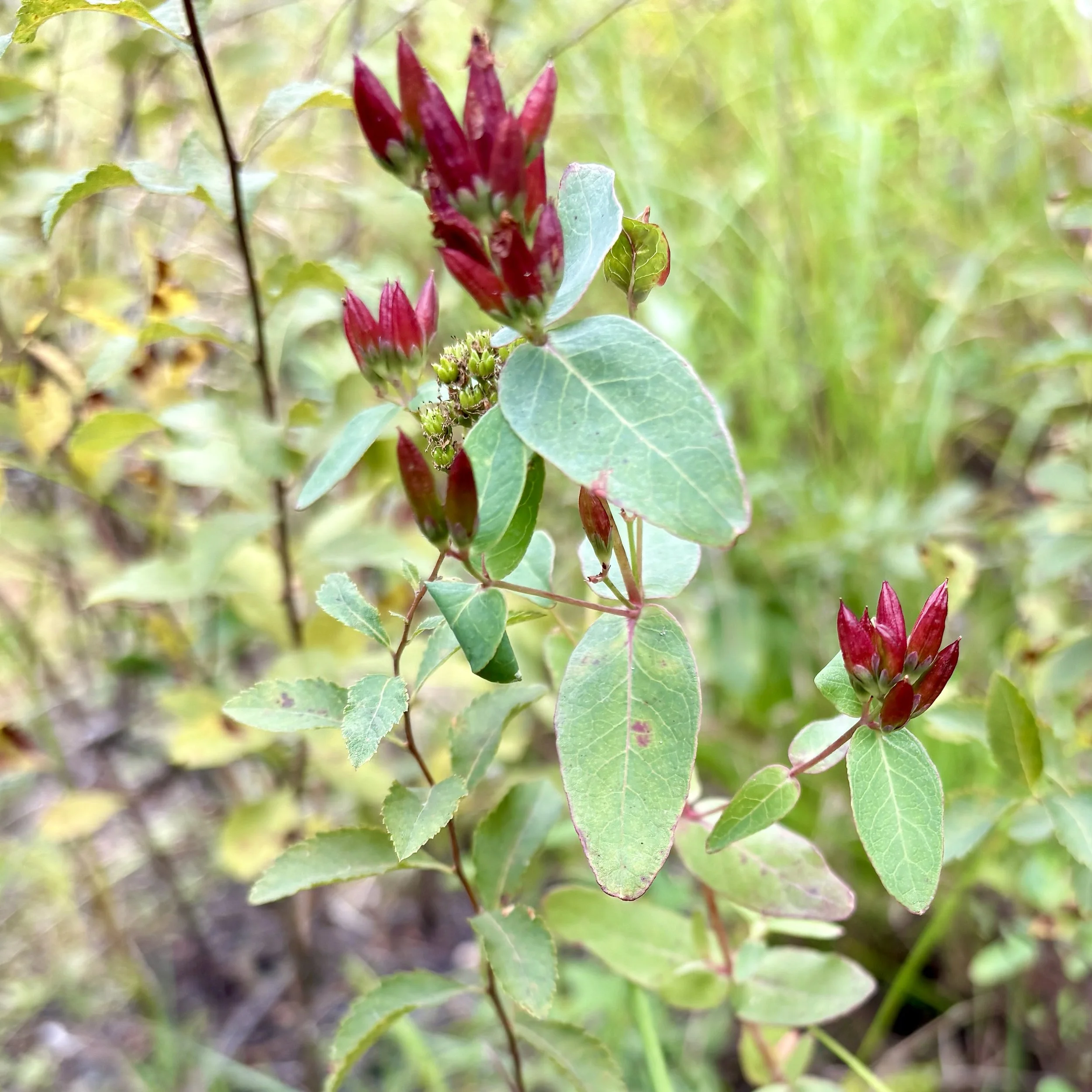 Marsh st. john's wort (Triadenum virginicum), CATS Benny's Trail, Lewis, September 8, '26.  Photo by Doug Hillstrom.