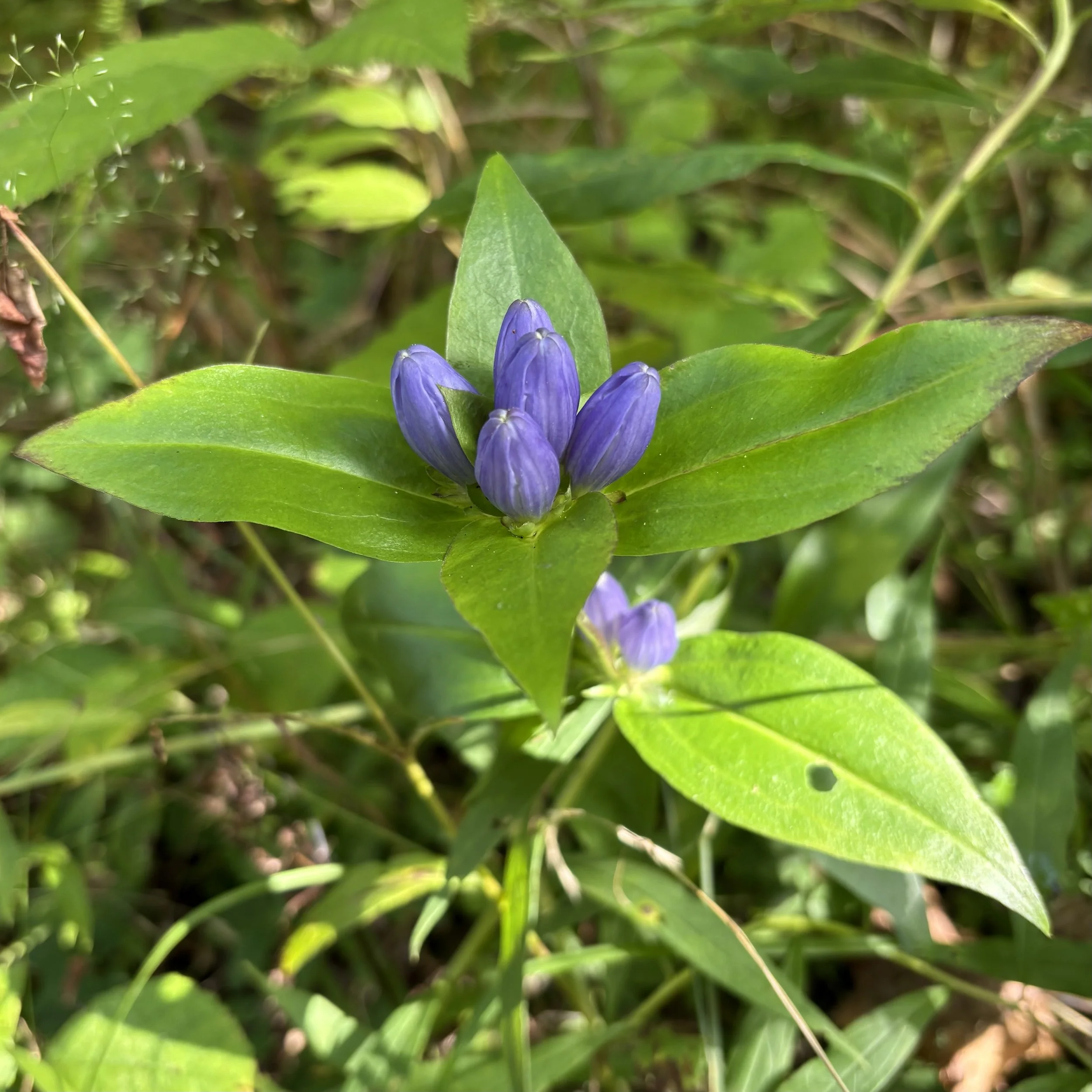 Bottle gentian (Gentiana andrewsii), CATS Benny's Trail, Lewis, September 8, '26.  Photo by Doug Hillstrom.