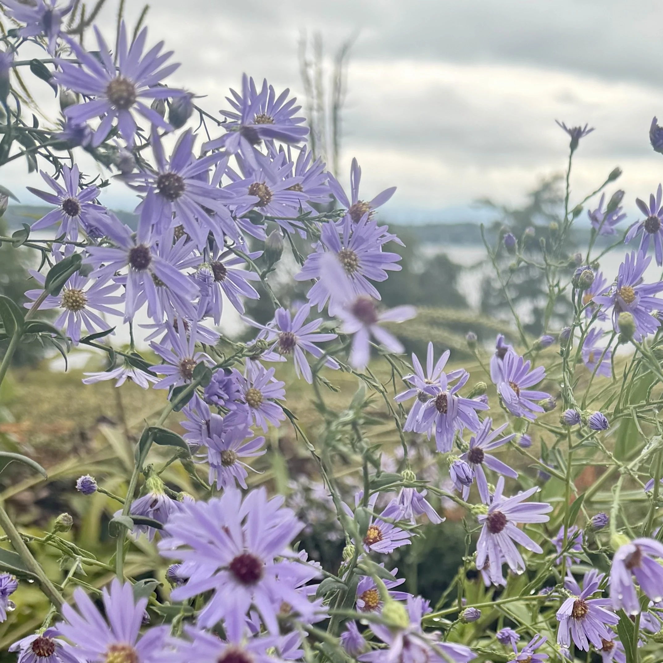 Smooth aster (Symphyotrichum laeve), Lyn Flynn homestead, Westport, September 14, '26.  Photo by Lyn Flynn.