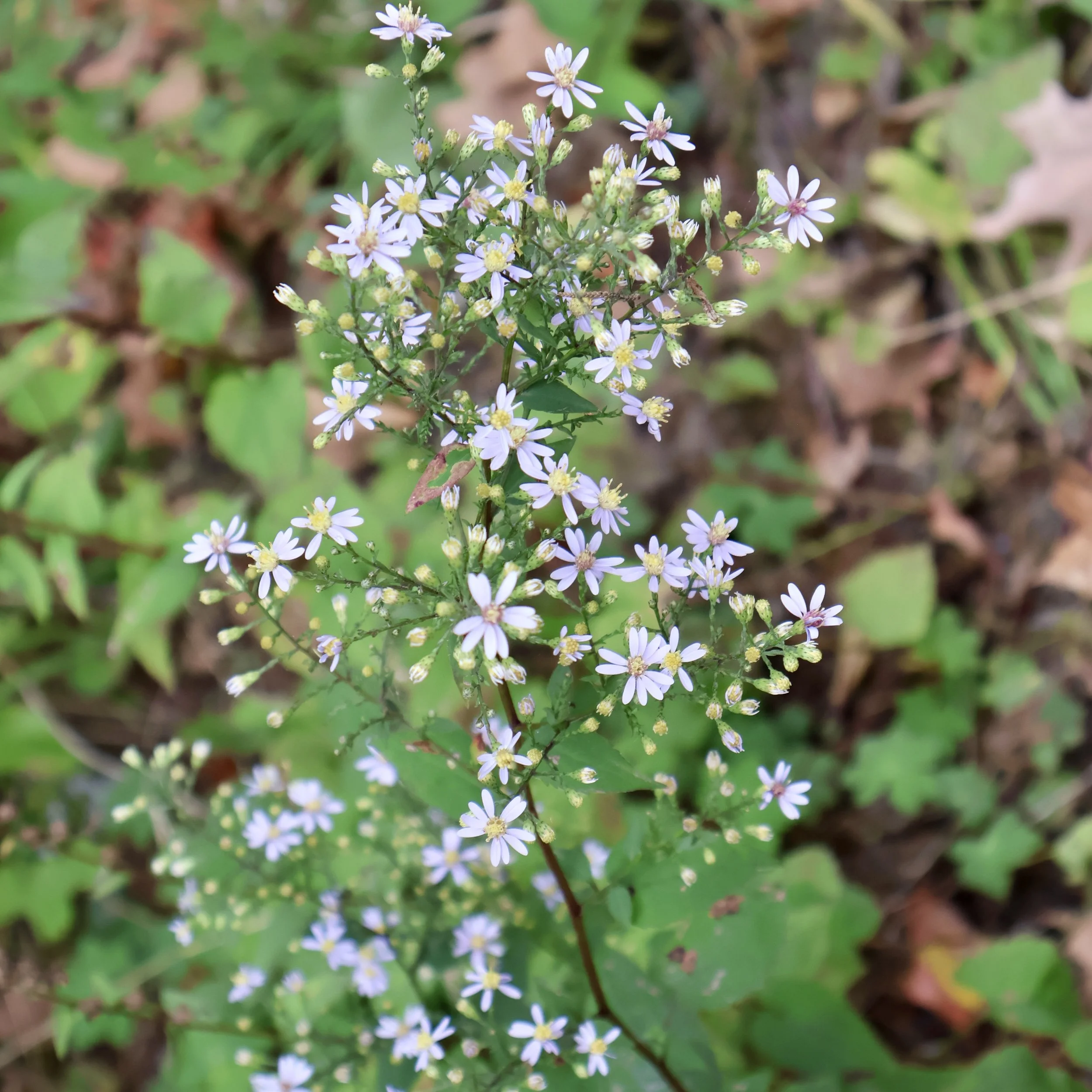 Blue wood aster (Symphyotrichum cordifolium), CATS Essex quarry nature trail, Essex, September 18, '26.  Photo by Nancy Budd.