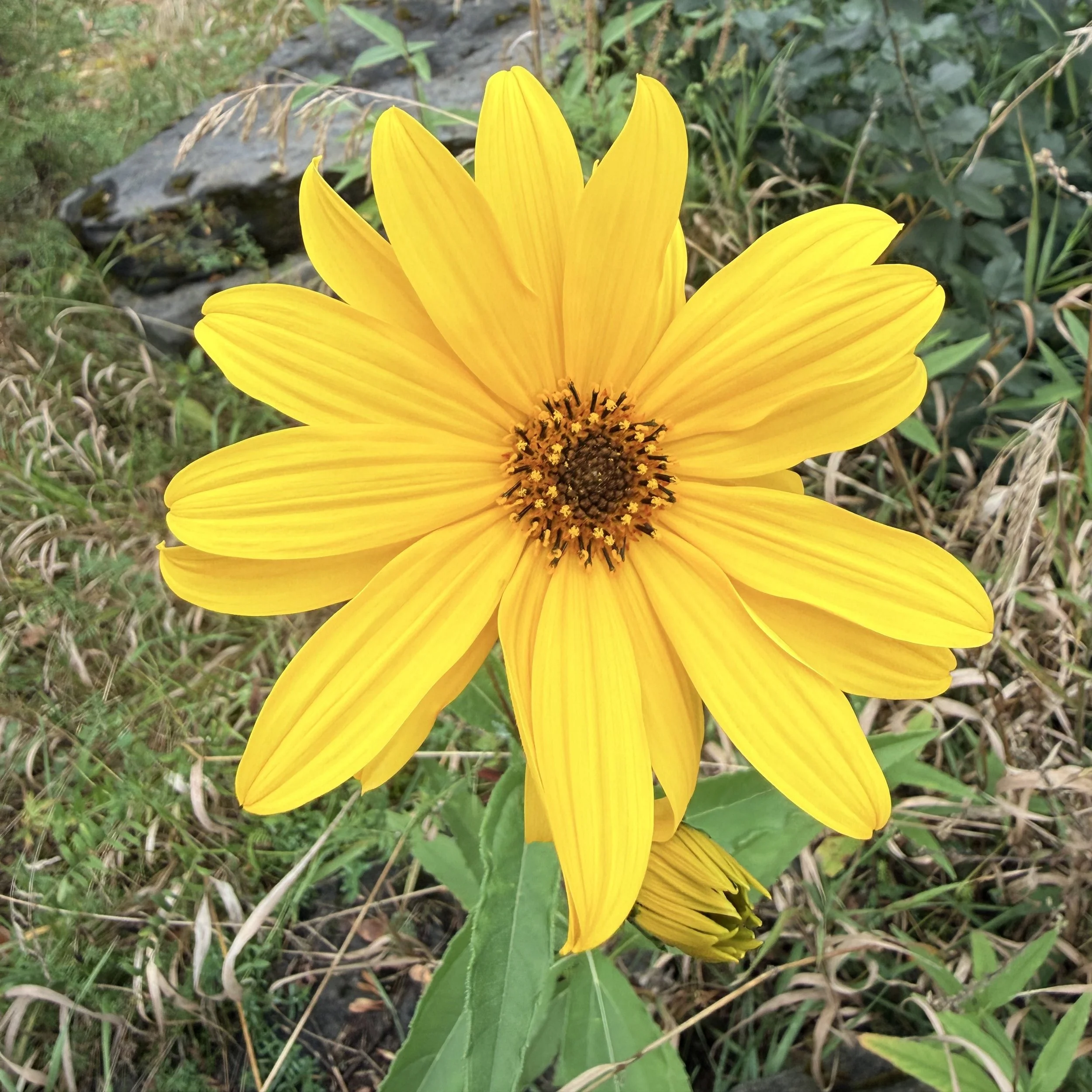 Jerusalem Artichoke (Helianthus tuberosus), CATS Essex Quarry Nature Trail, Essex, September 21, '26.  Photo by Barb Juh.