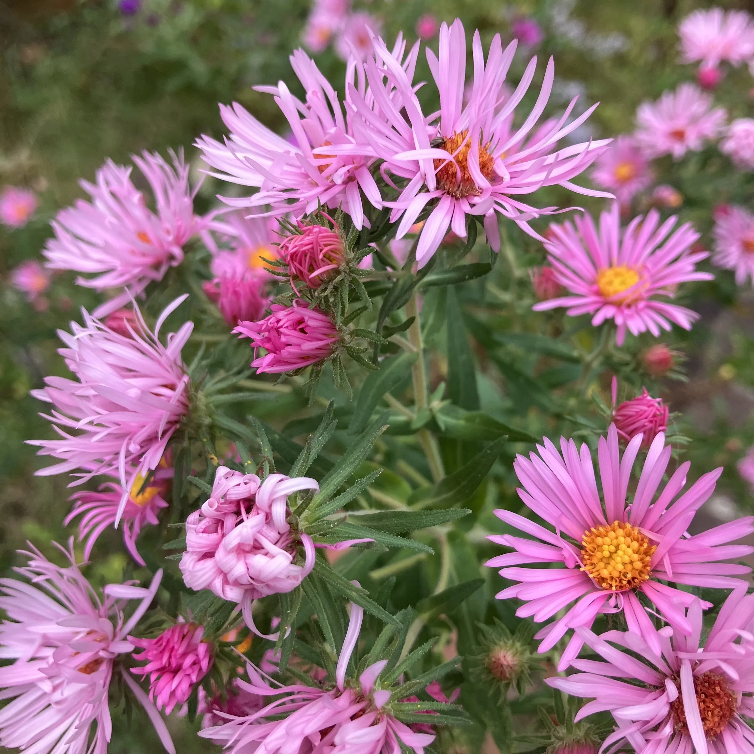 New England Asters (Symphyotrichum novae-angliae), Elizabethtown, September 23, '26.  Photo by Doug Hillstrom.