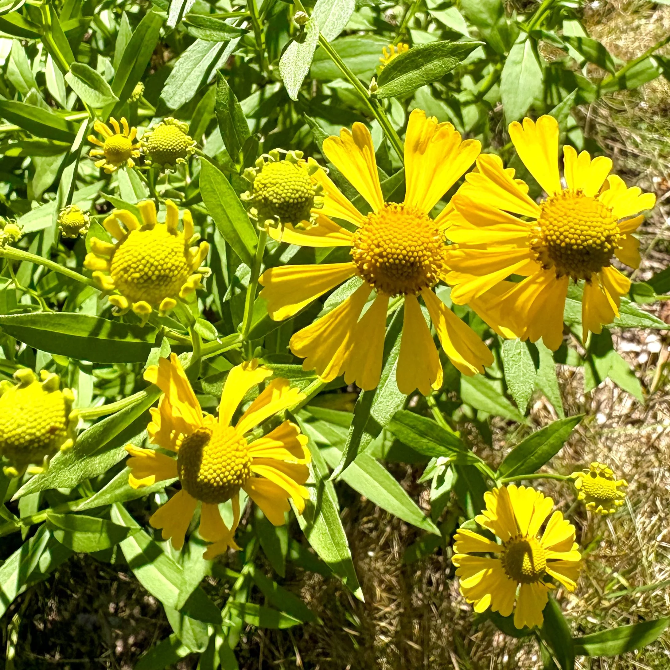 Common sneezeweed (Helenium autumnale), Elizabethtown, September 24, '26.  Photo by Doug Hillstrom.
