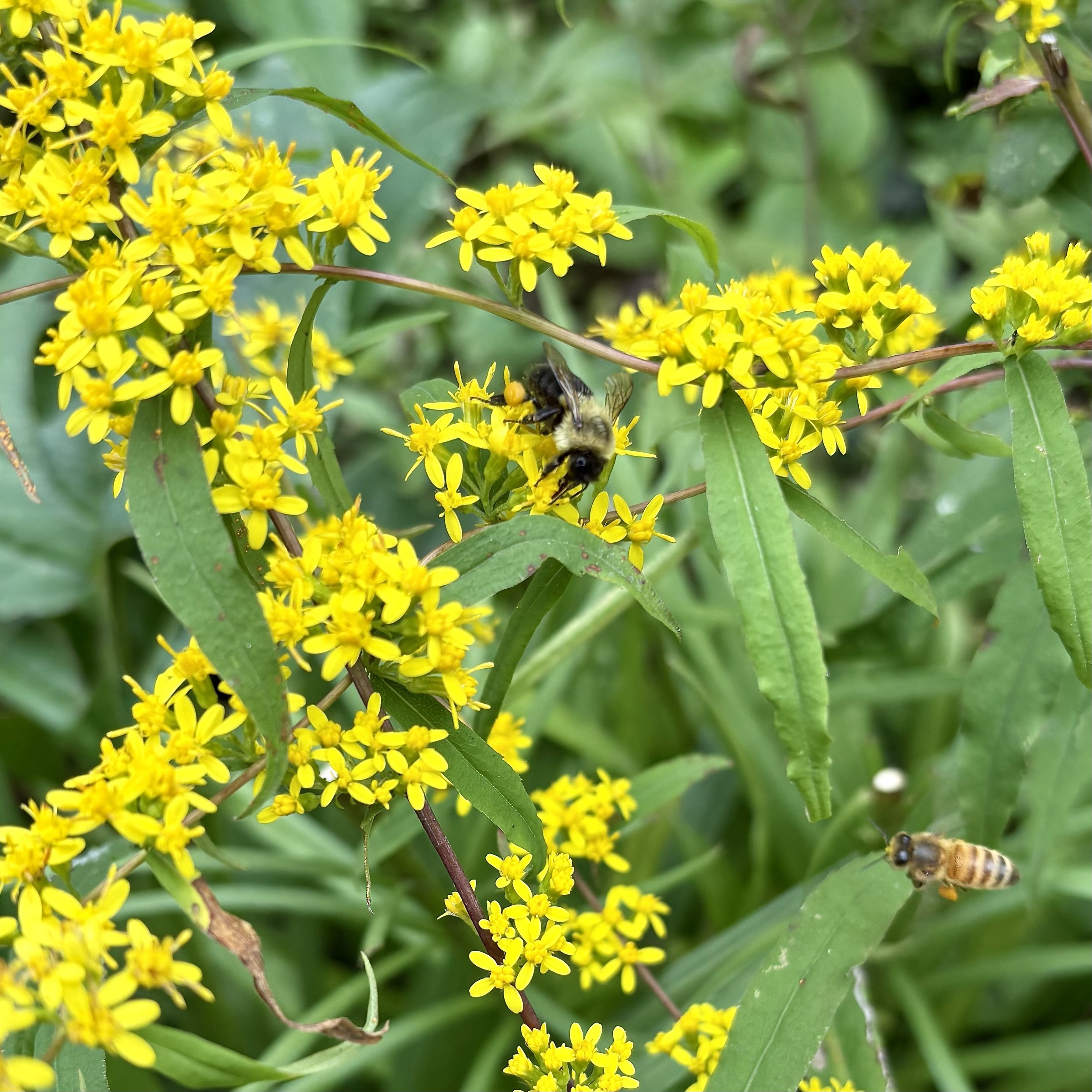Blue-stemmed goldenrod (Solidago caesia), Elizabethtown, September 17, '26.  Photo by Doug Hillstrom.