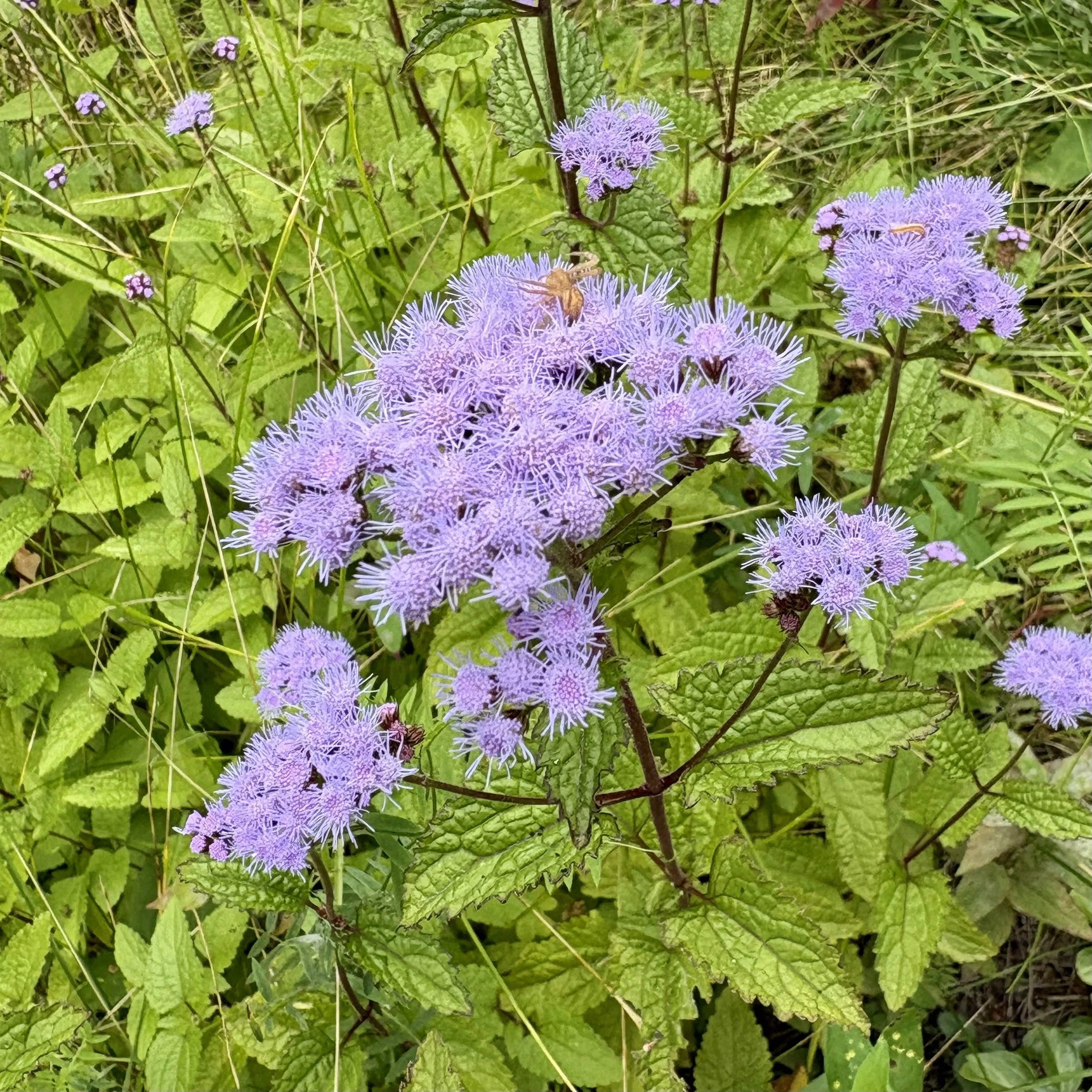Blue mistflower (Conoclinium coelestinum), Elizabethtown, September 17, '26.  Photo by Doug Hillstrom.