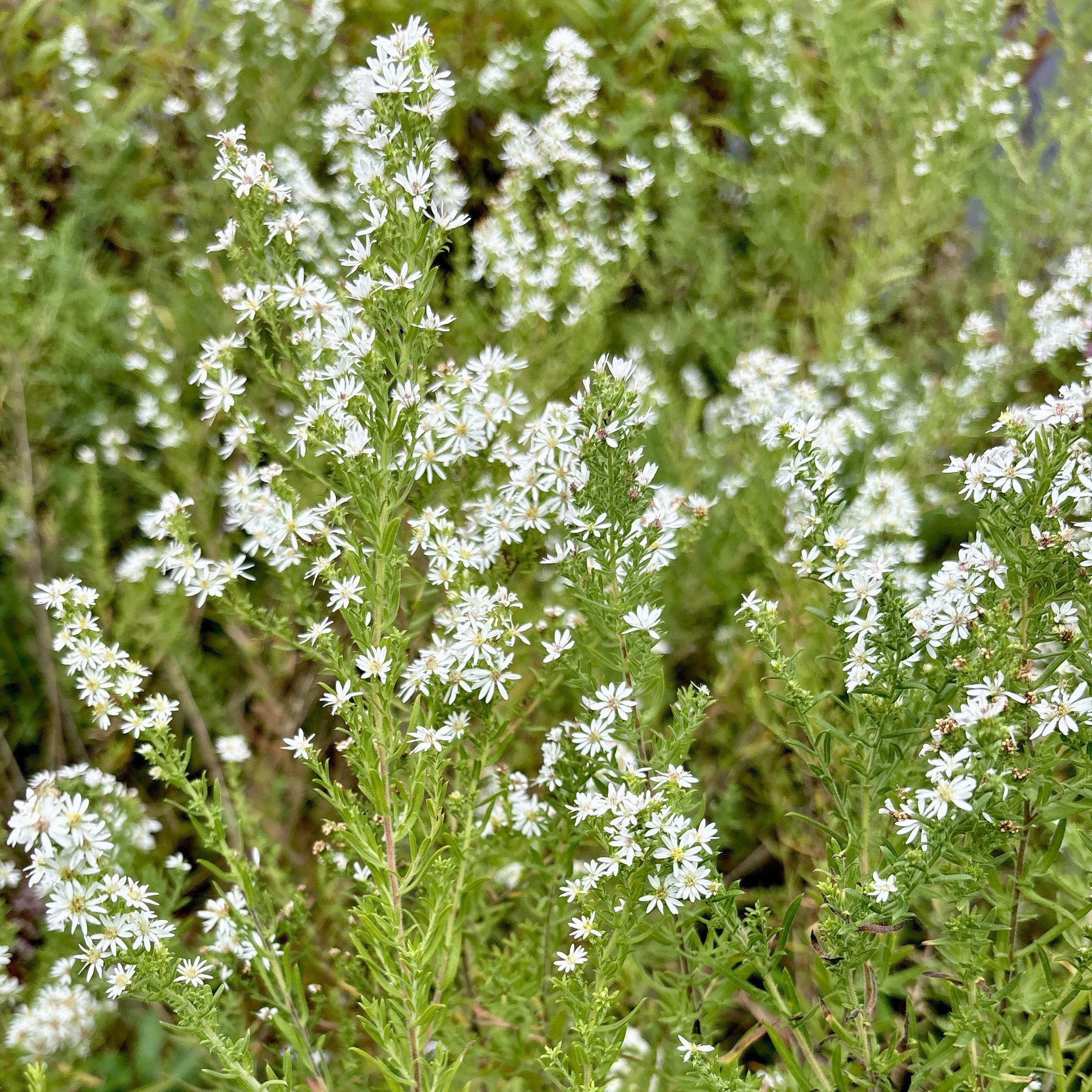 Heath aster (Symphyotrichum ericoides), Elizabethtown, September 17, '26.  Photo by Doug Hillstrom.