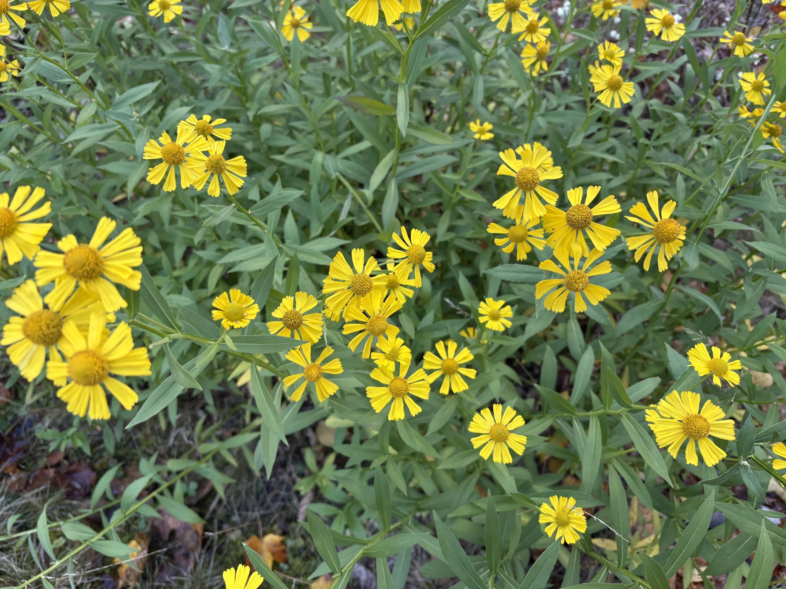IMG_4046.jpeg