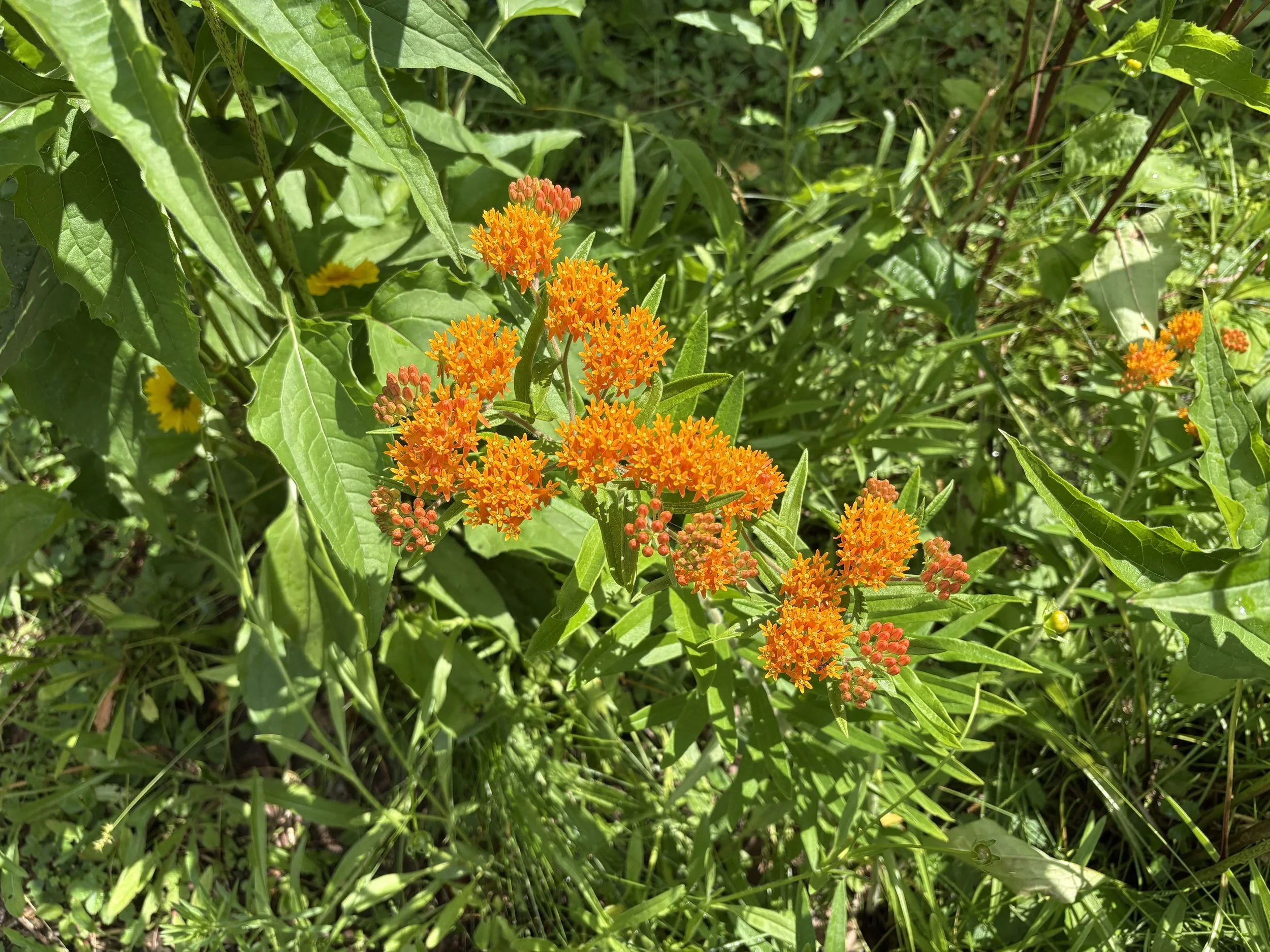 IMG_3606.jpeg