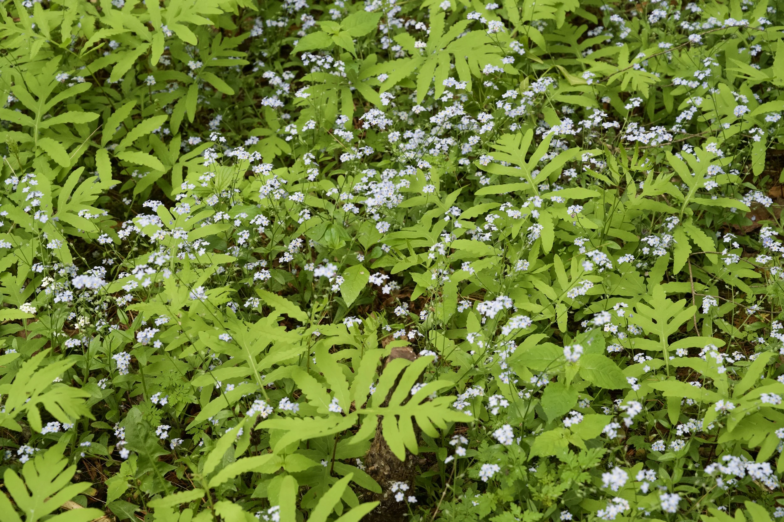 DSC_1263.jpeg