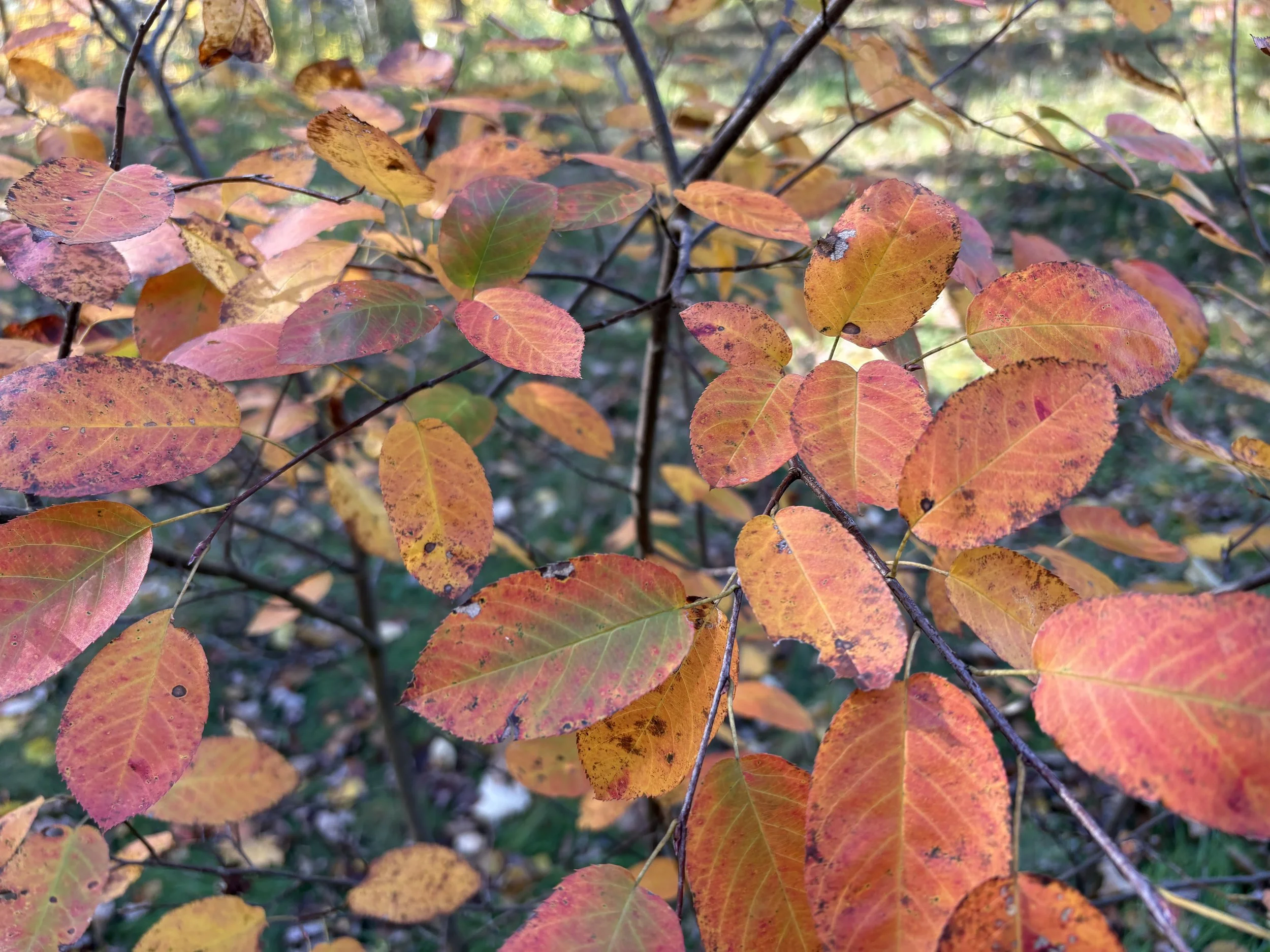 IMG_4037.jpeg