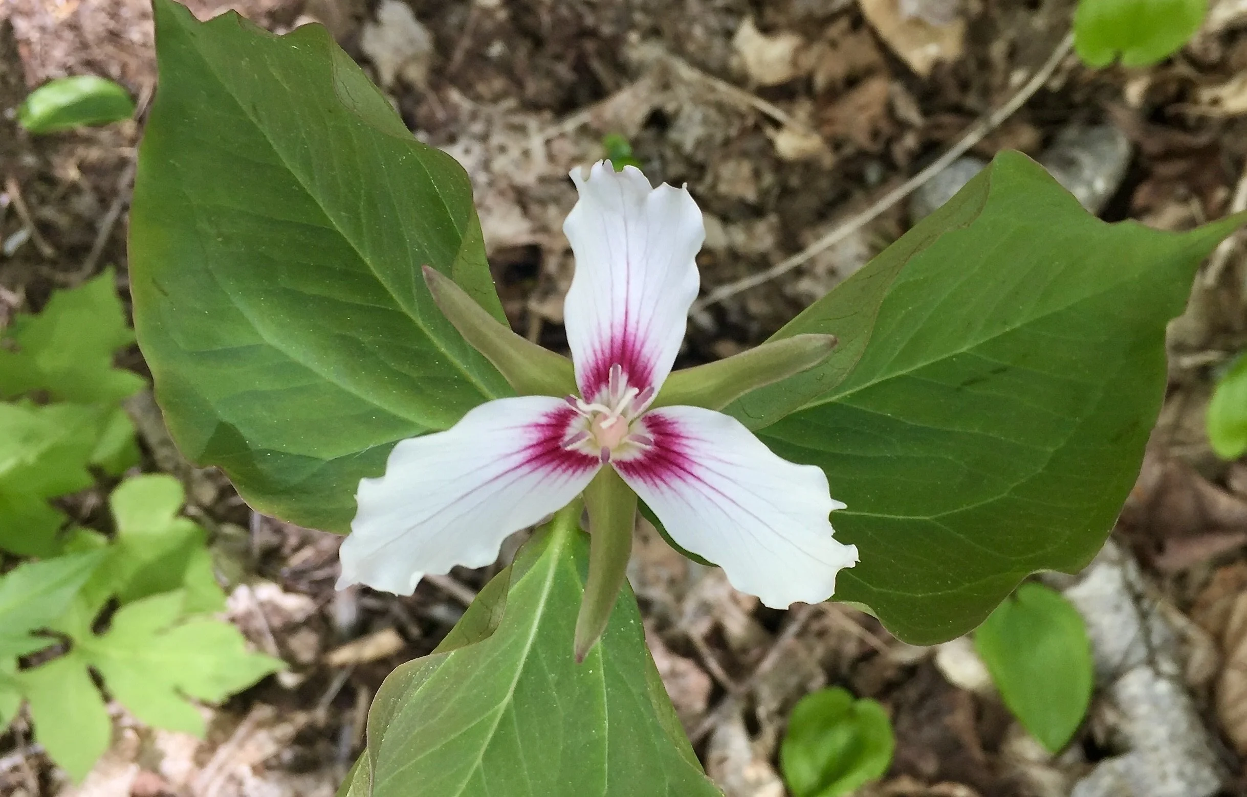Trillium 2.jpg