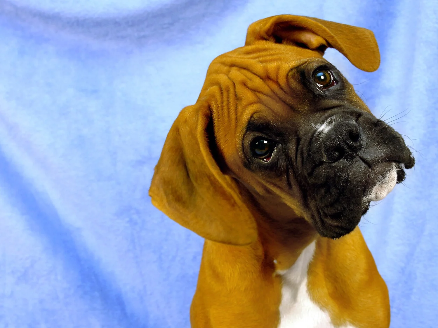 Virtual Learning — Wonder Dogs