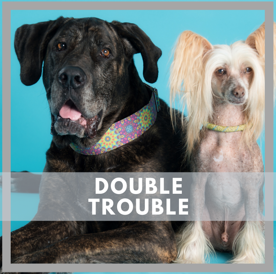 Double Trouble: Lesson #1