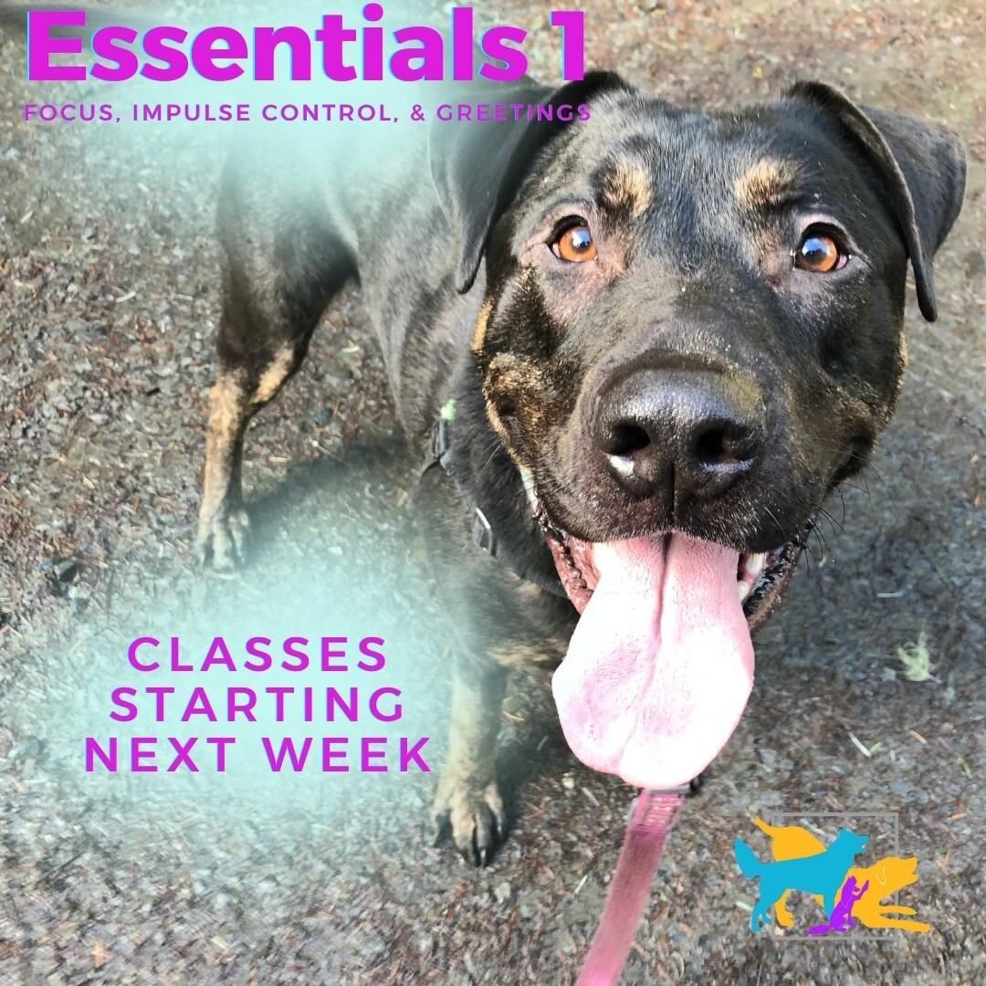 Two classes starting next week! 11/16 at 4:30pm and 11/18 at 1:30pm.

REGISTER HERE: https://wonderdogs.dogbizpro.com/Public/Registration/Index.aspx?cls=13