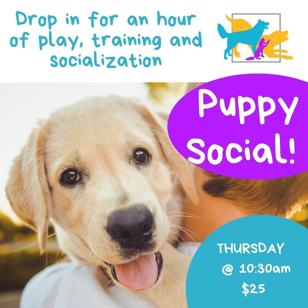 Puppy Social!!

REGISTER HERE: https://wonderdogs.dogbizpro.com/Public/Registration/Index.aspx?cls=174