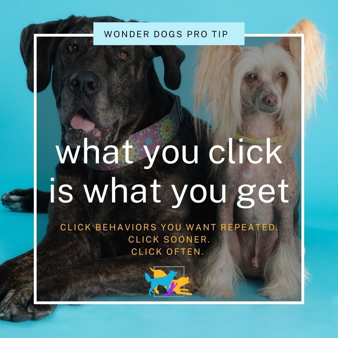 Happy Friday Everyone! 
Here's another pro tip from the Wonder Dogs Team! 
Use it this weekend and let us know what changes you see in your dog 🙂 
#whatawonderdog