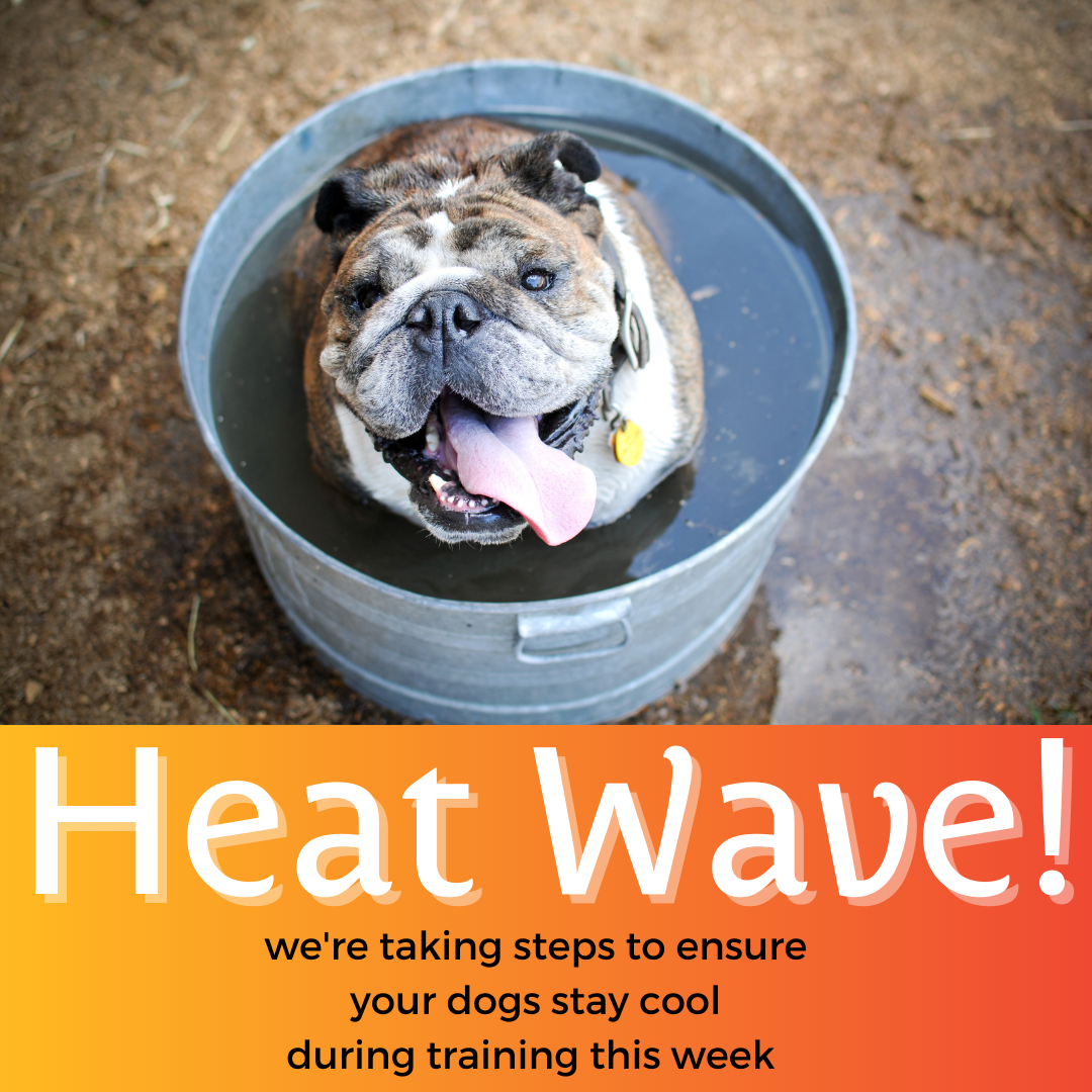 Extreme Heat: Affected Classes at Wonder Dogs