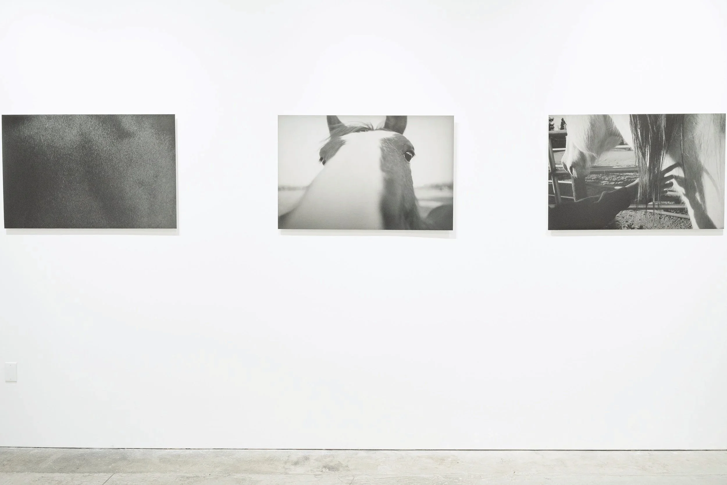 Mane 'n Tail; Casemore Gallery 2024